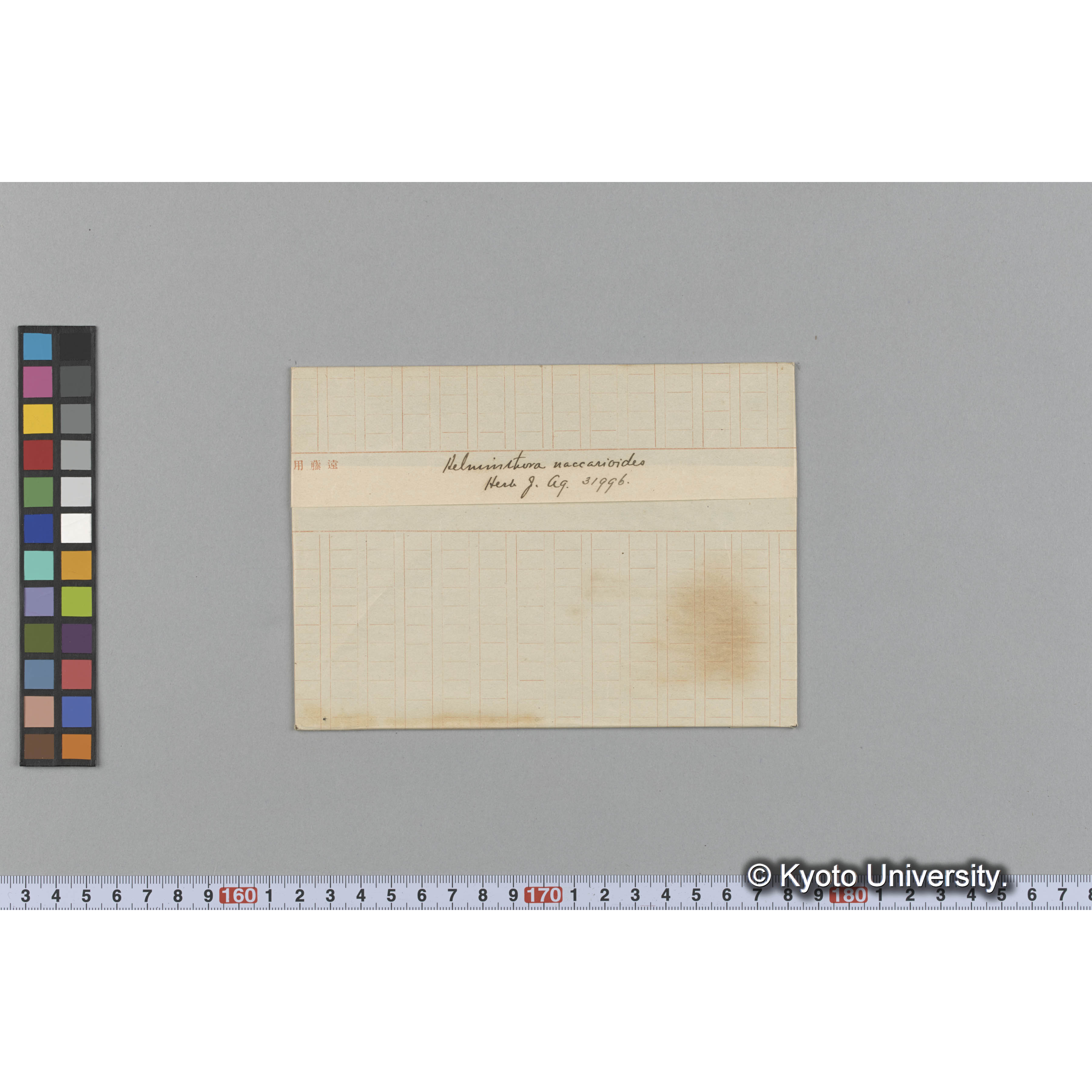 Helminthora naccarioides / Herb. J. Ag. 31996 （写真帳番号 67） (1)