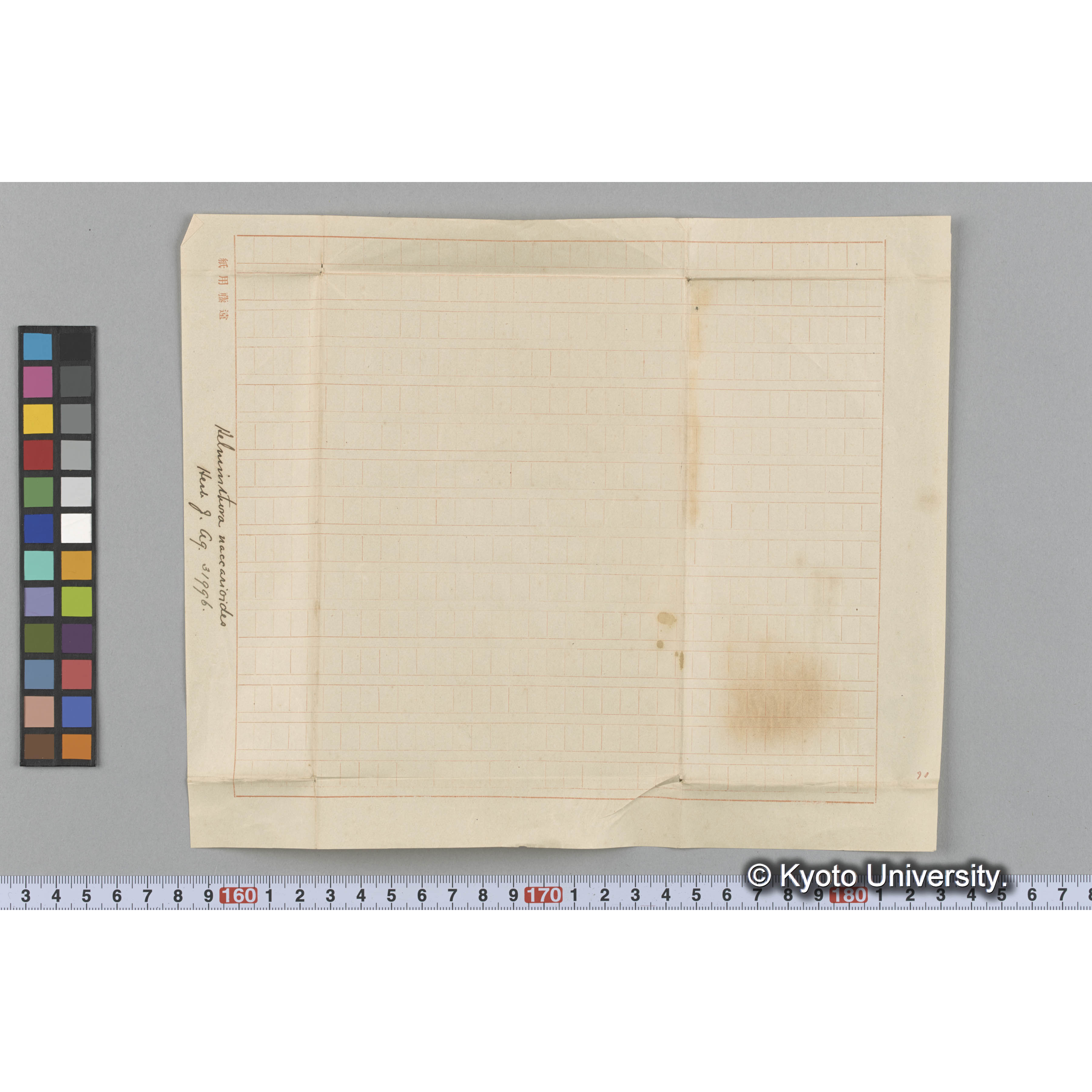 Helminthora naccarioides / Herb. J. Ag. 31996 （写真帳番号 67） (3)