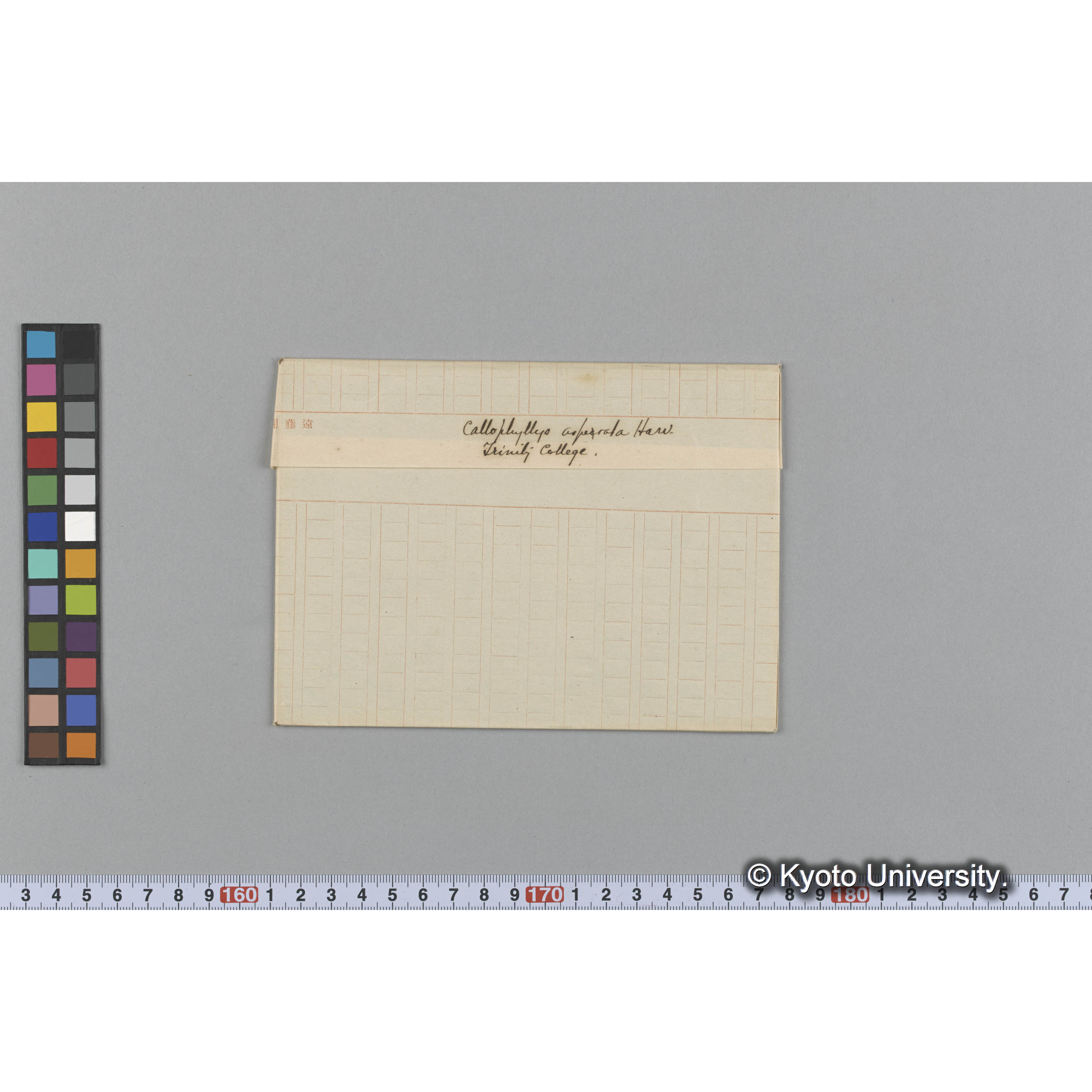 Callophyllis asperata Harv. / Trinity College （写真帳番号 15） (1)