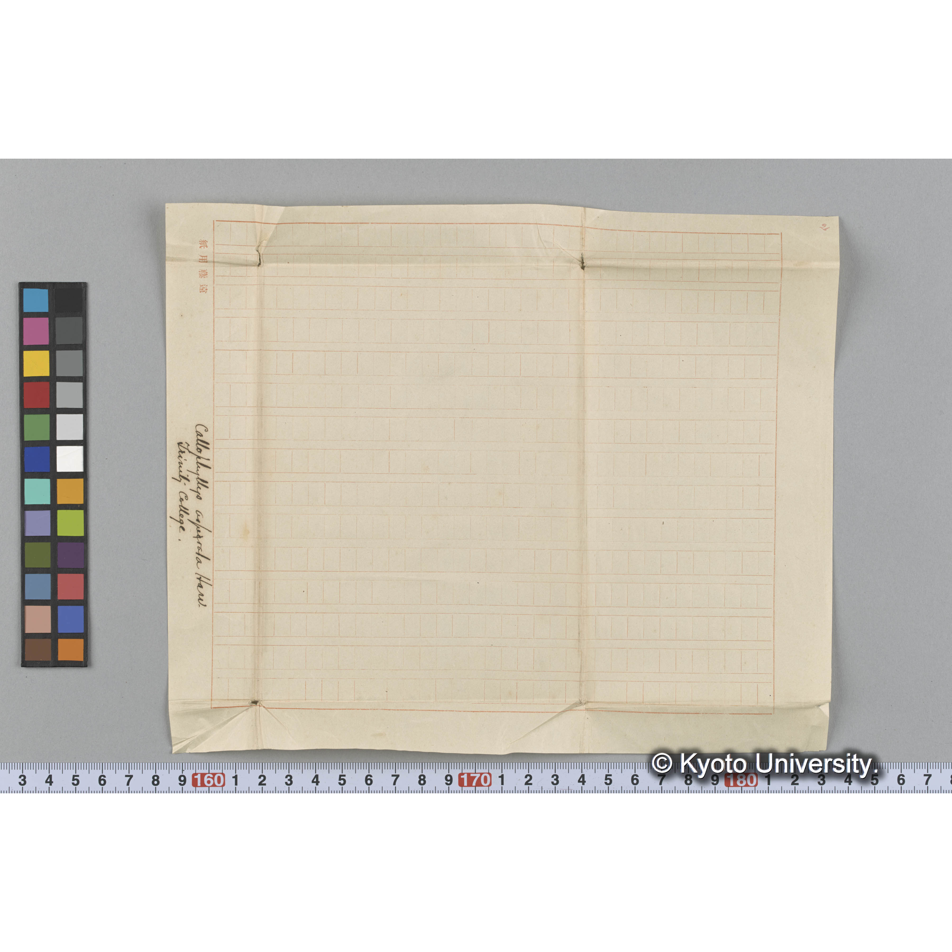 Callophyllis asperata Harv. / Trinity College （写真帳番号 15） (3)