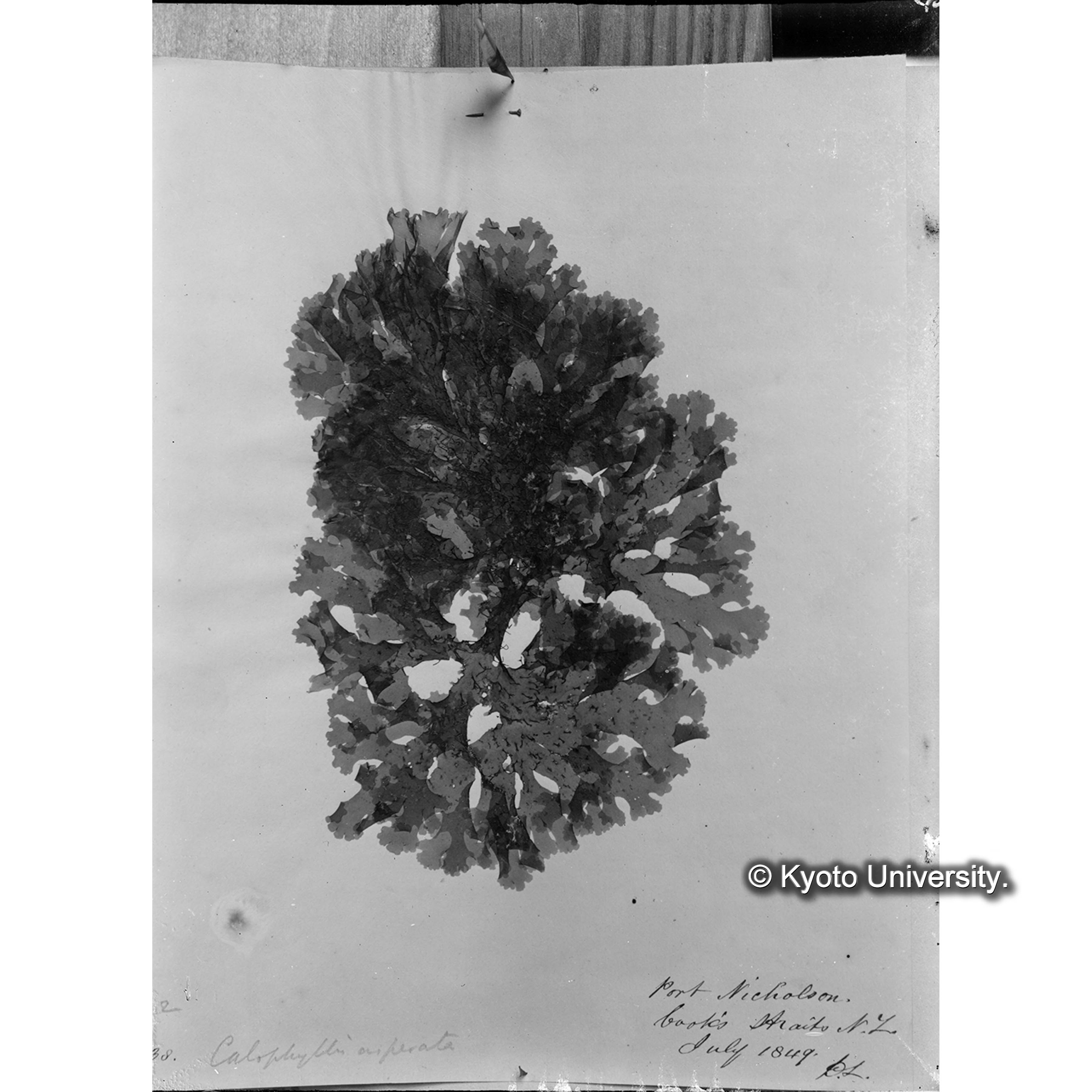 Callophyllis asperata Harv. / Trinity College （写真帳番号 15） (4)