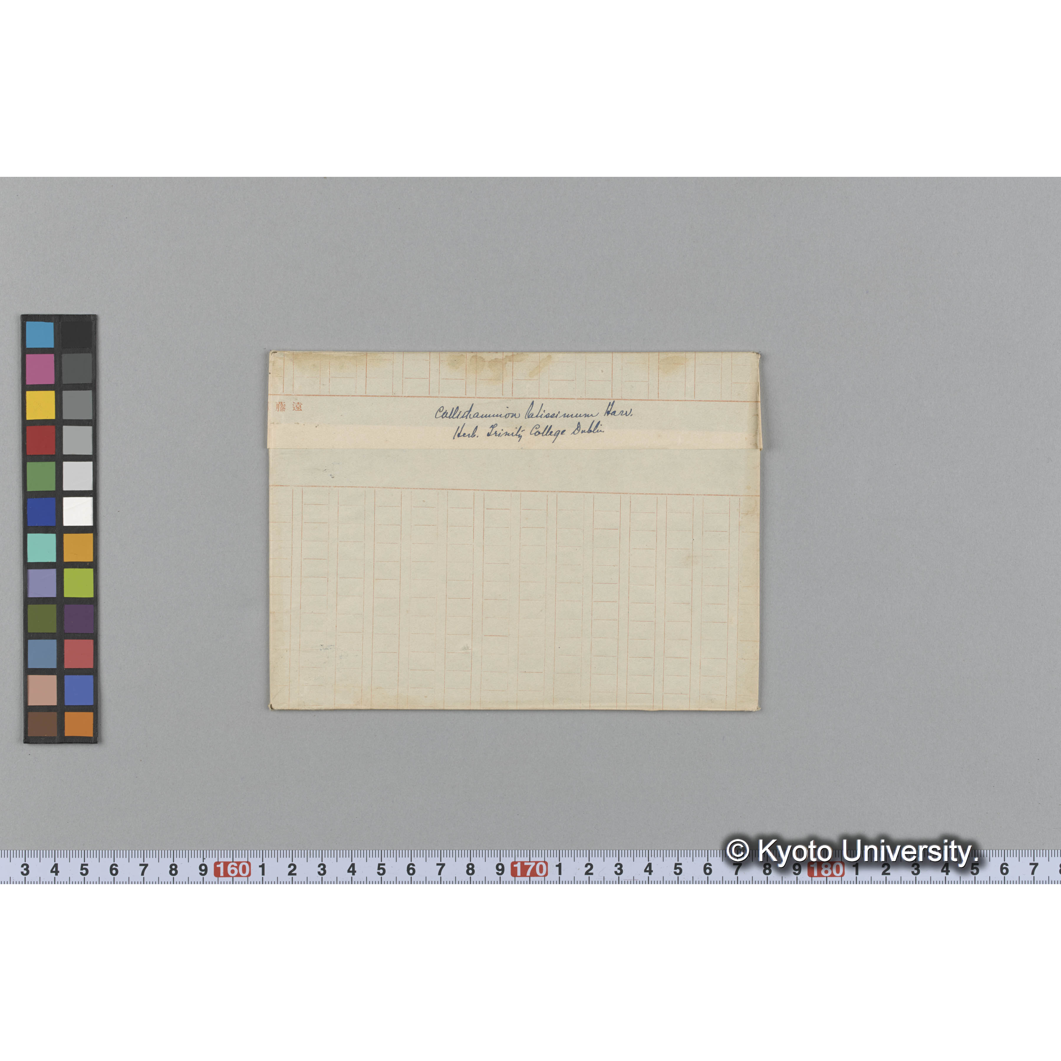 Callithamnion latissimum Harv. / Herb. Trinity College Dublin （写真帳番号 14） (1)