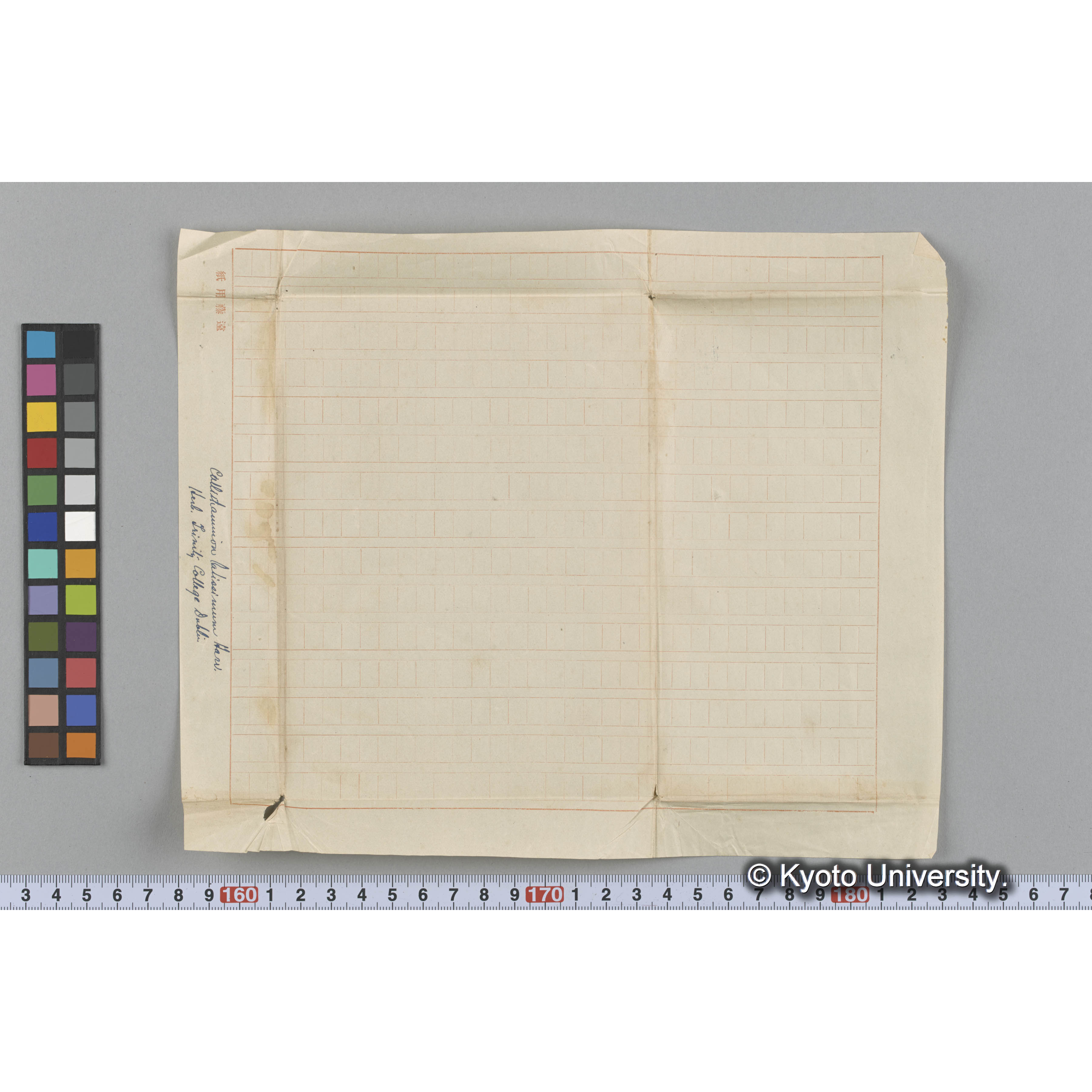 Callithamnion latissimum Harv. / Herb. Trinity College Dublin （写真帳番号 14） (3)