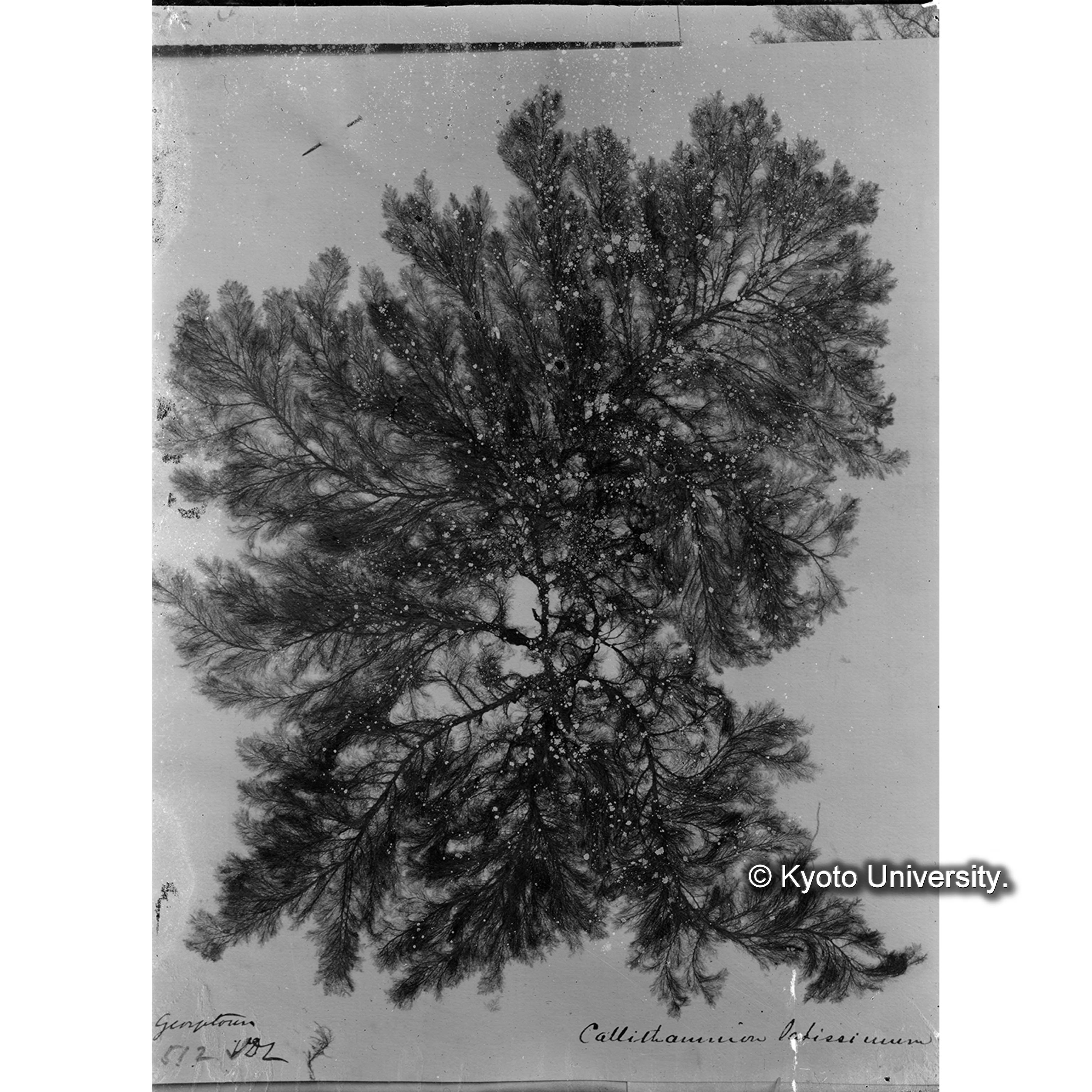 Callithamnion latissimum Harv. / Herb. Trinity College Dublin （写真帳番号 14） (4)