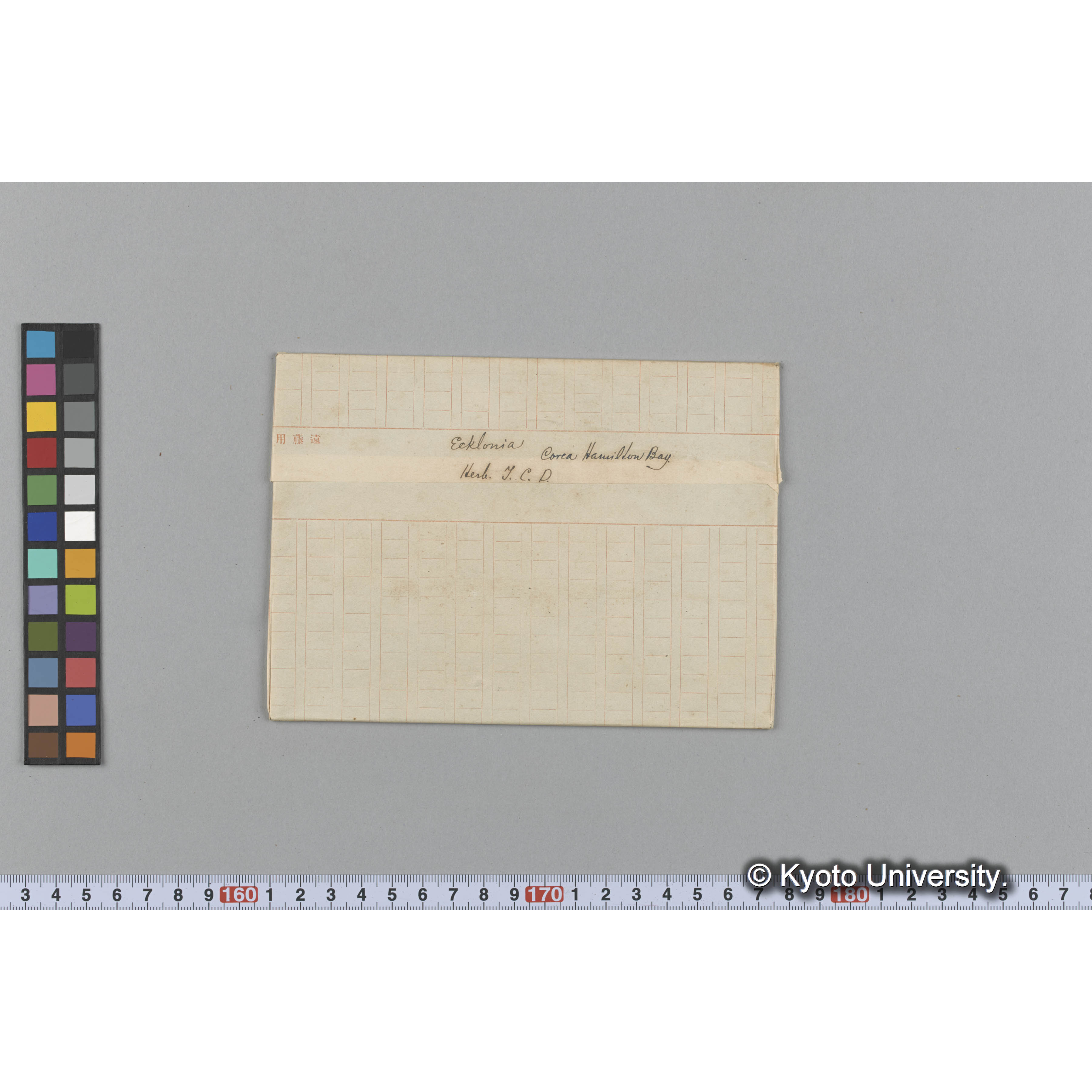 Ecklonia / Corea Hamilton Bay. / Herb. T. C. D. （写真帳番号 42） (1)