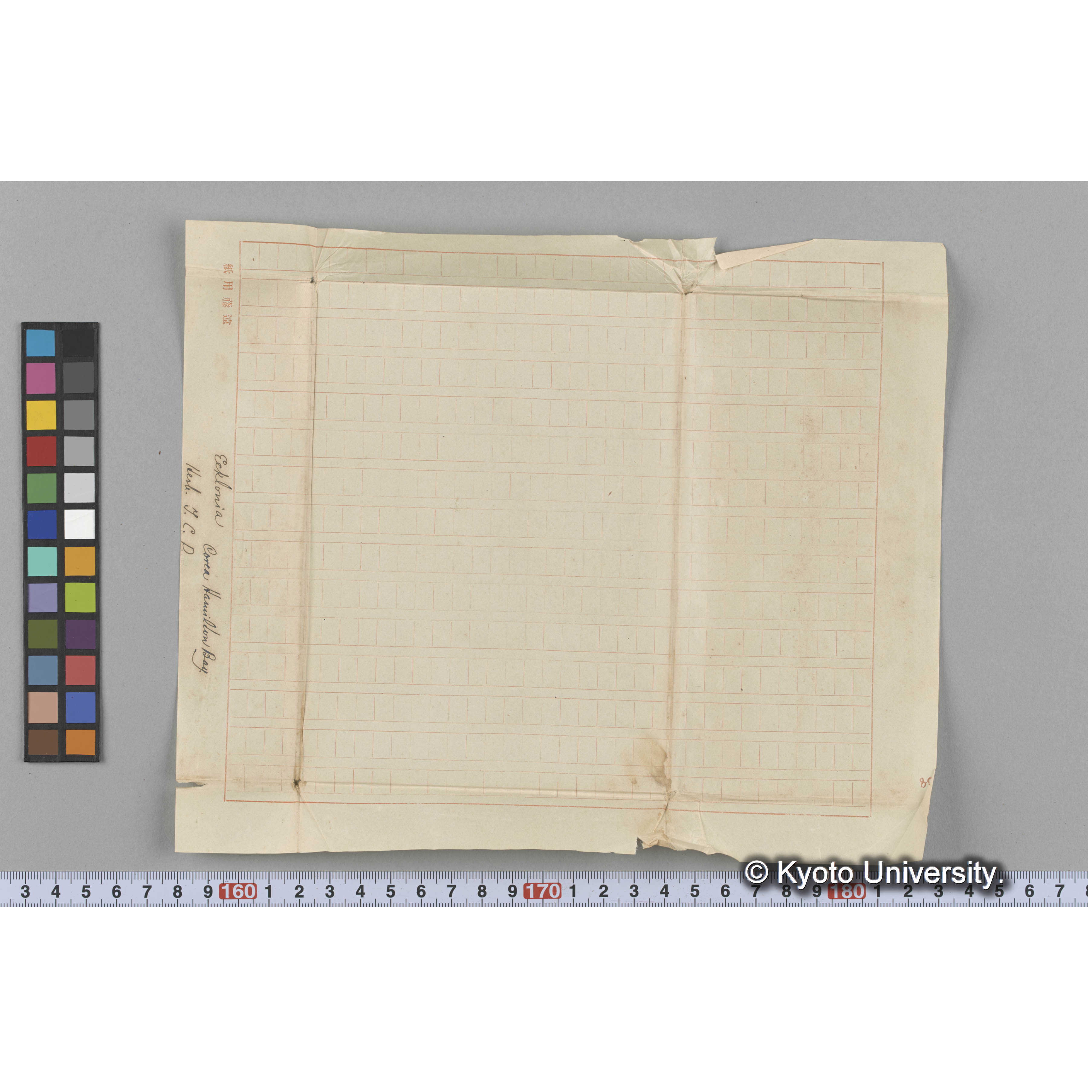 Ecklonia / Corea Hamilton Bay. / Herb. T. C. D. （写真帳番号 42） (3)