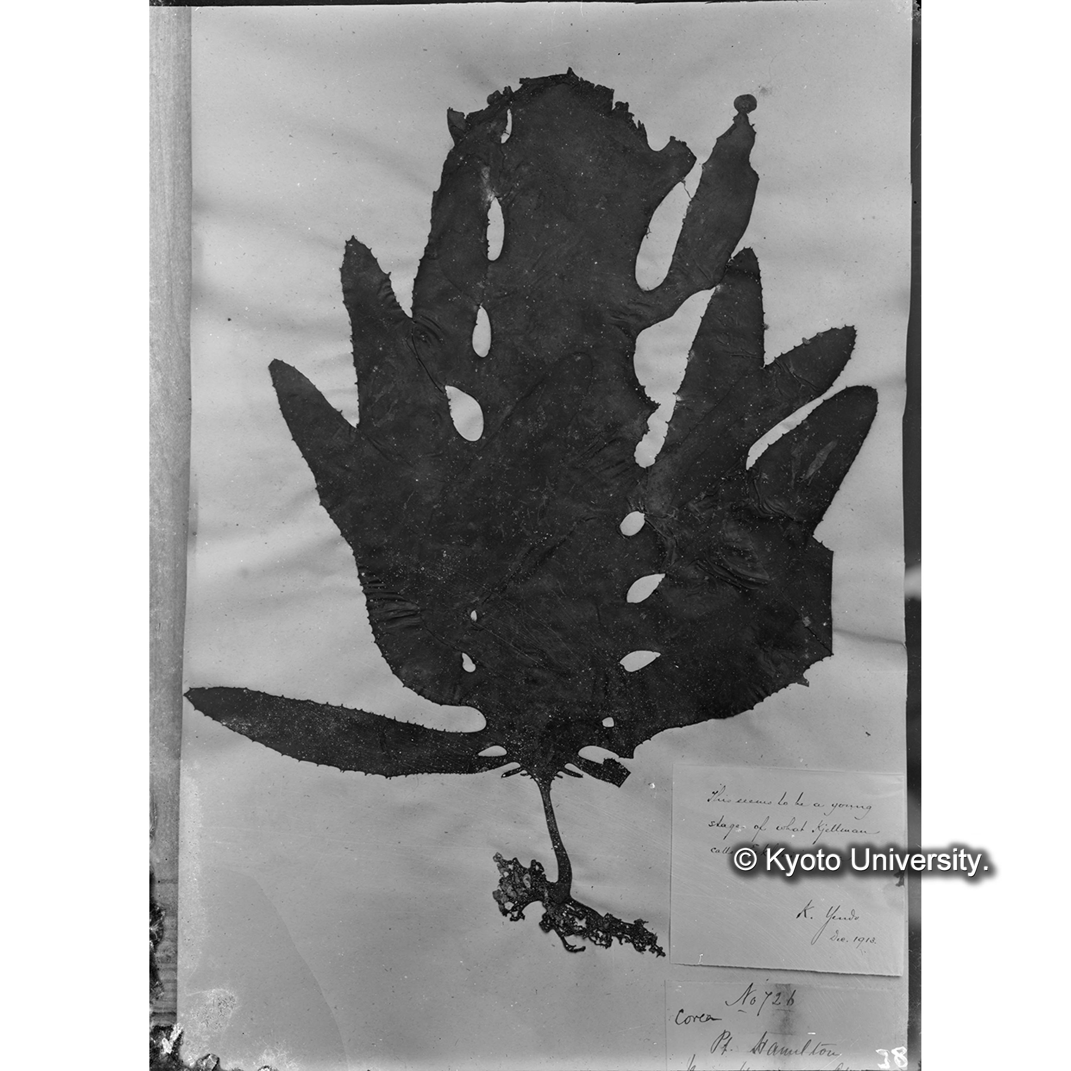 Ecklonia / Corea Hamilton Bay. / Herb. T. C. D. （写真帳番号 42） (4)