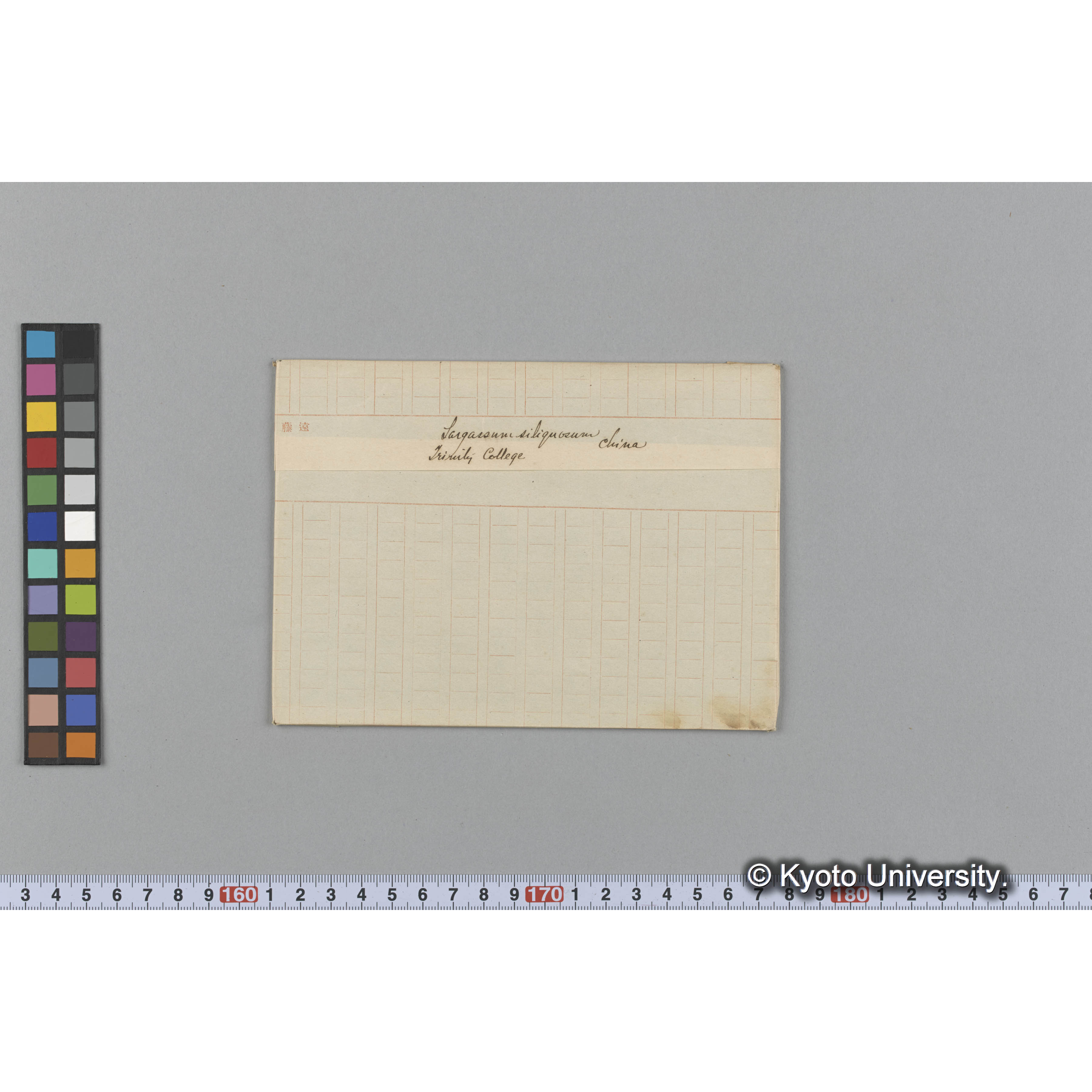 Sargassum siliquosum / Trinity College / China （写真帳番号 105） (1)