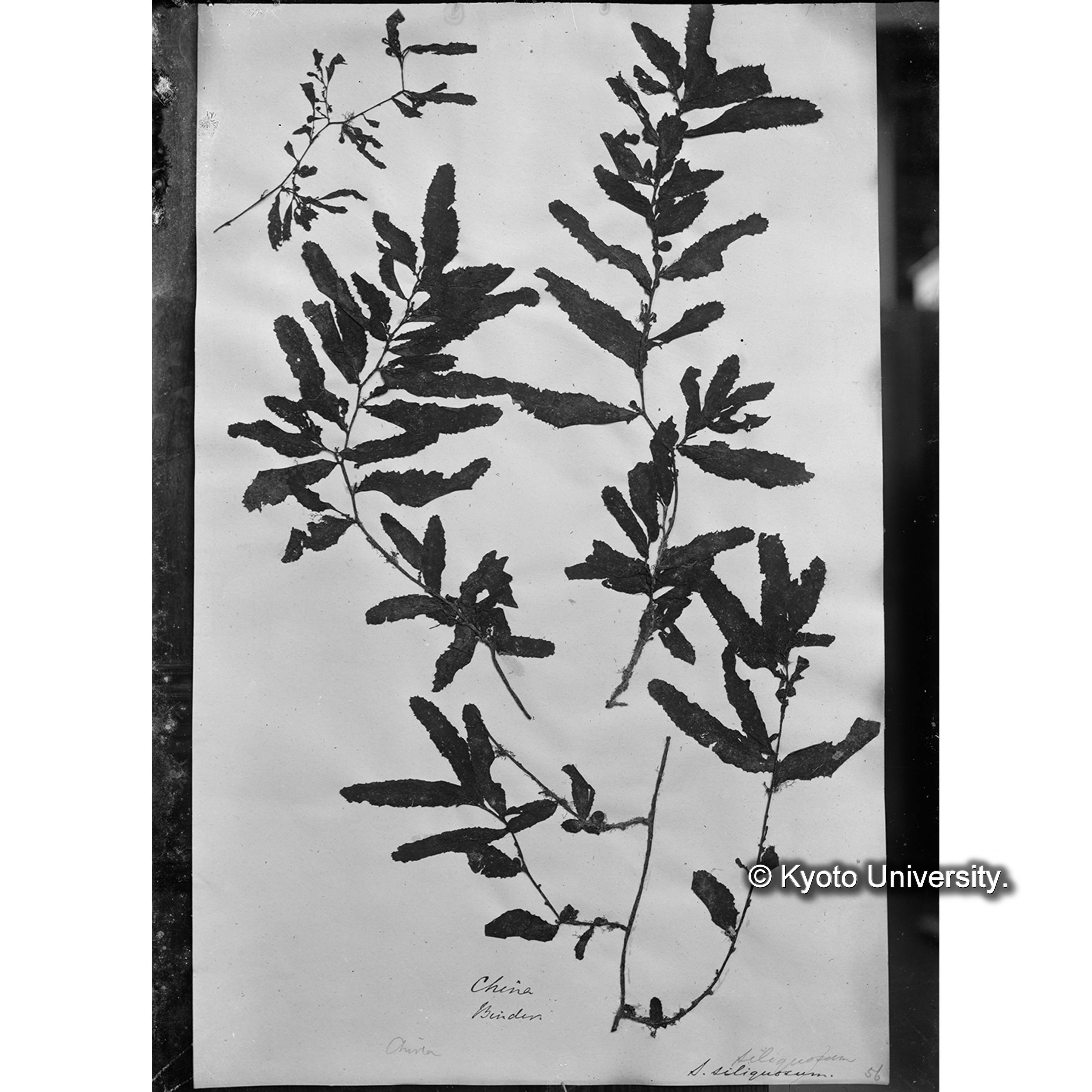 Sargassum siliquosum / Trinity College / China （写真帳番号 105） (4)