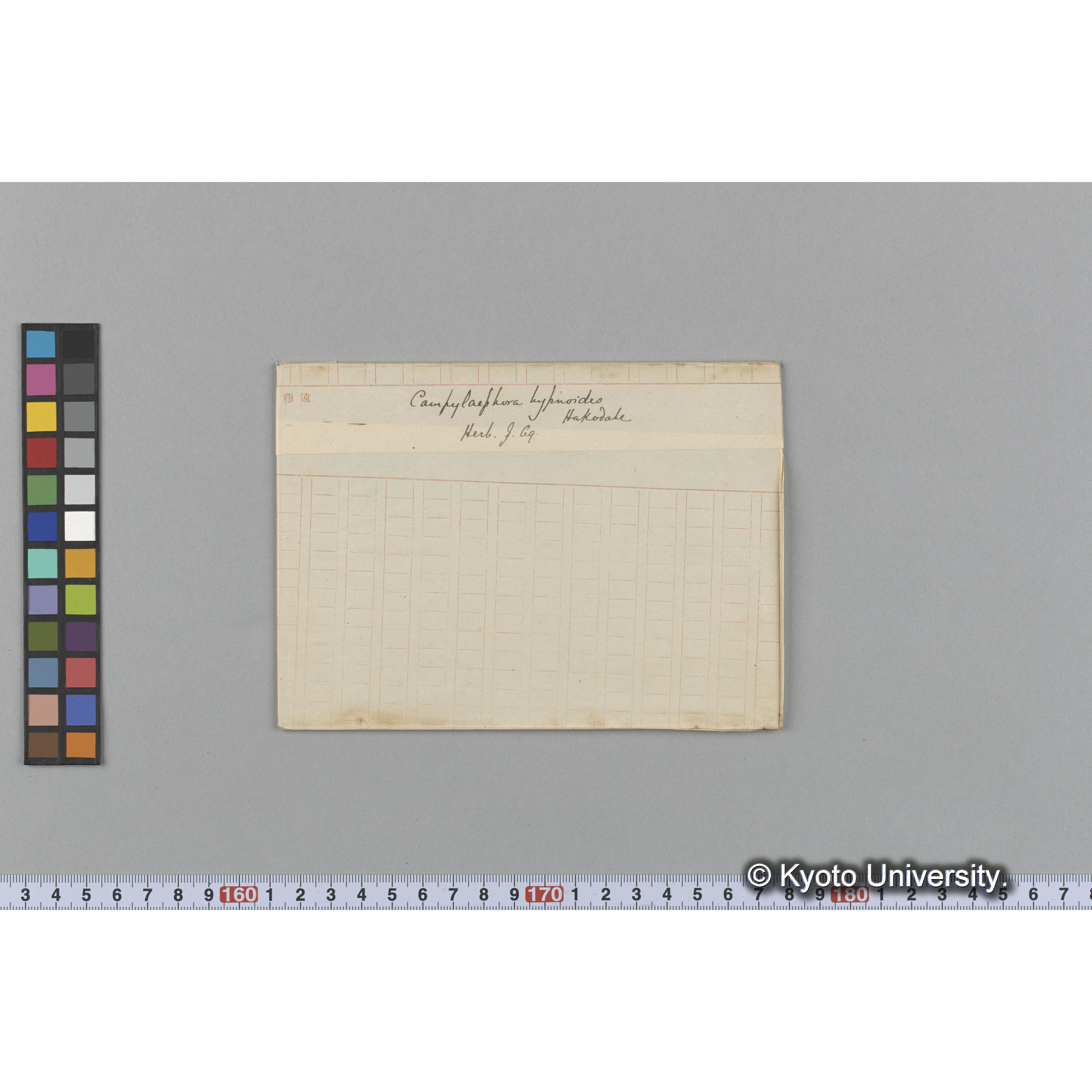 Campylaephora hypnoides / Hakodate / Herb. J. Ag. （写真帳番号 20） (1)
