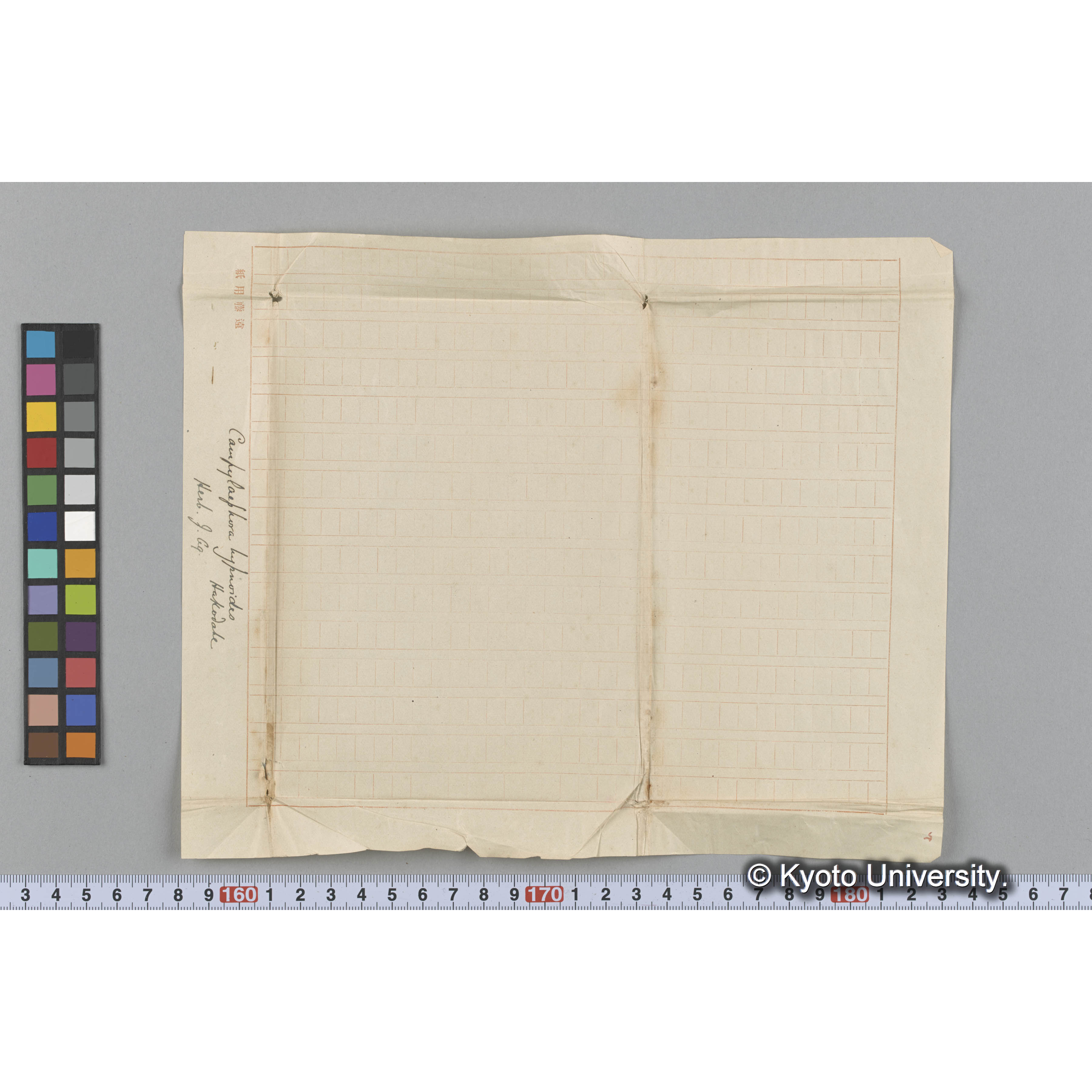 Campylaephora hypnoides / Hakodate / Herb. J. Ag. （写真帳番号 20） (3)