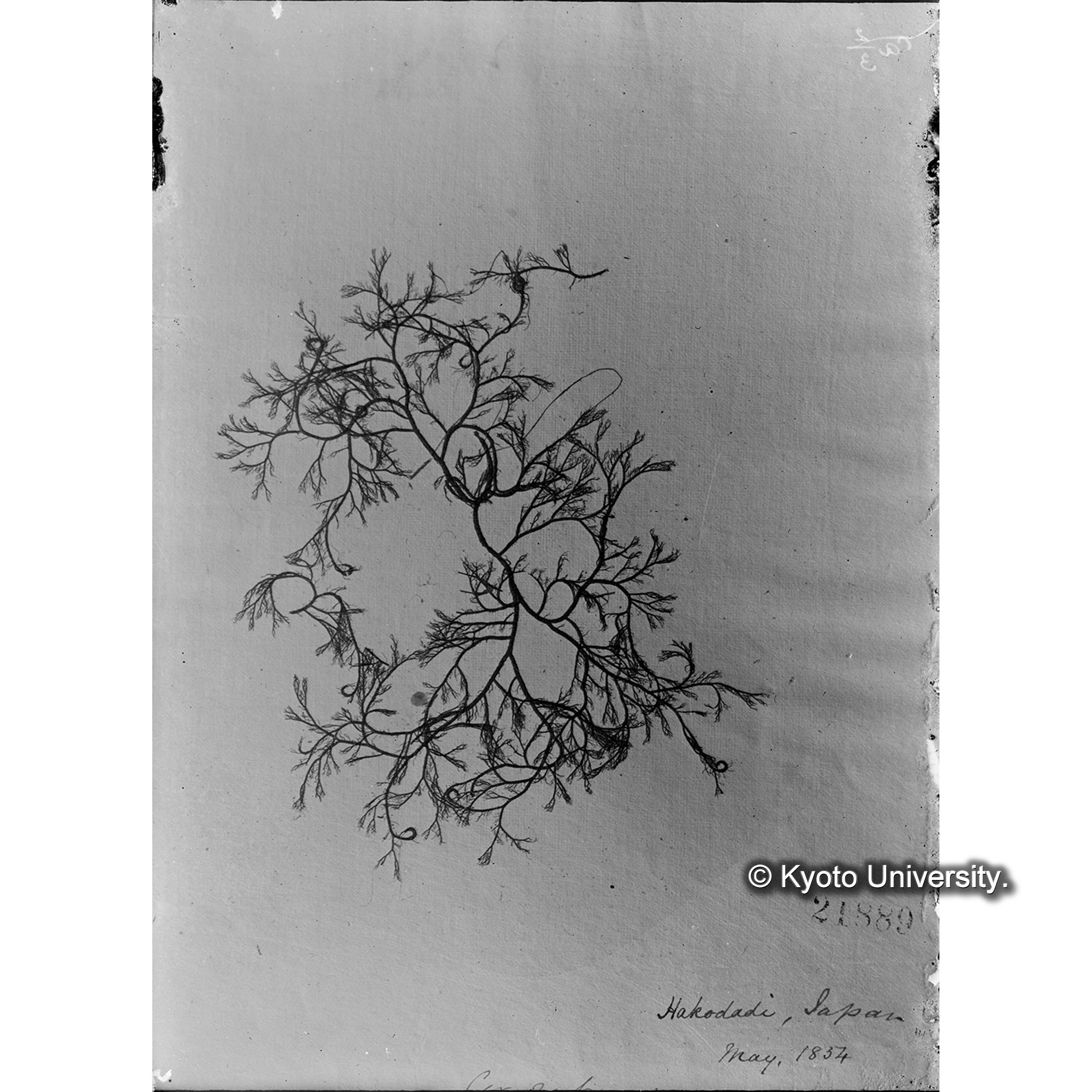 Campylaephora hypnoides / Hakodate / Herb. J. Ag. （写真帳番号 20） (4)