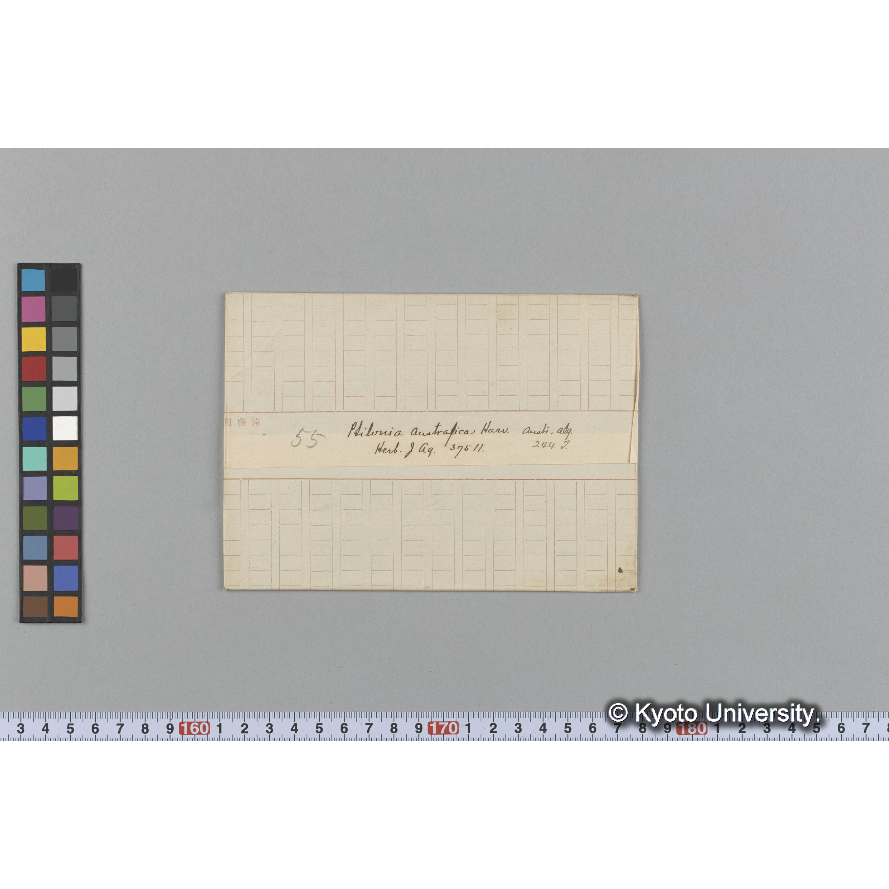 Ptilonia Australica Harv. / Herb. J. Ag. 37511 / Austr. Alg. / 244 T. （写真帳番号 95） (1)