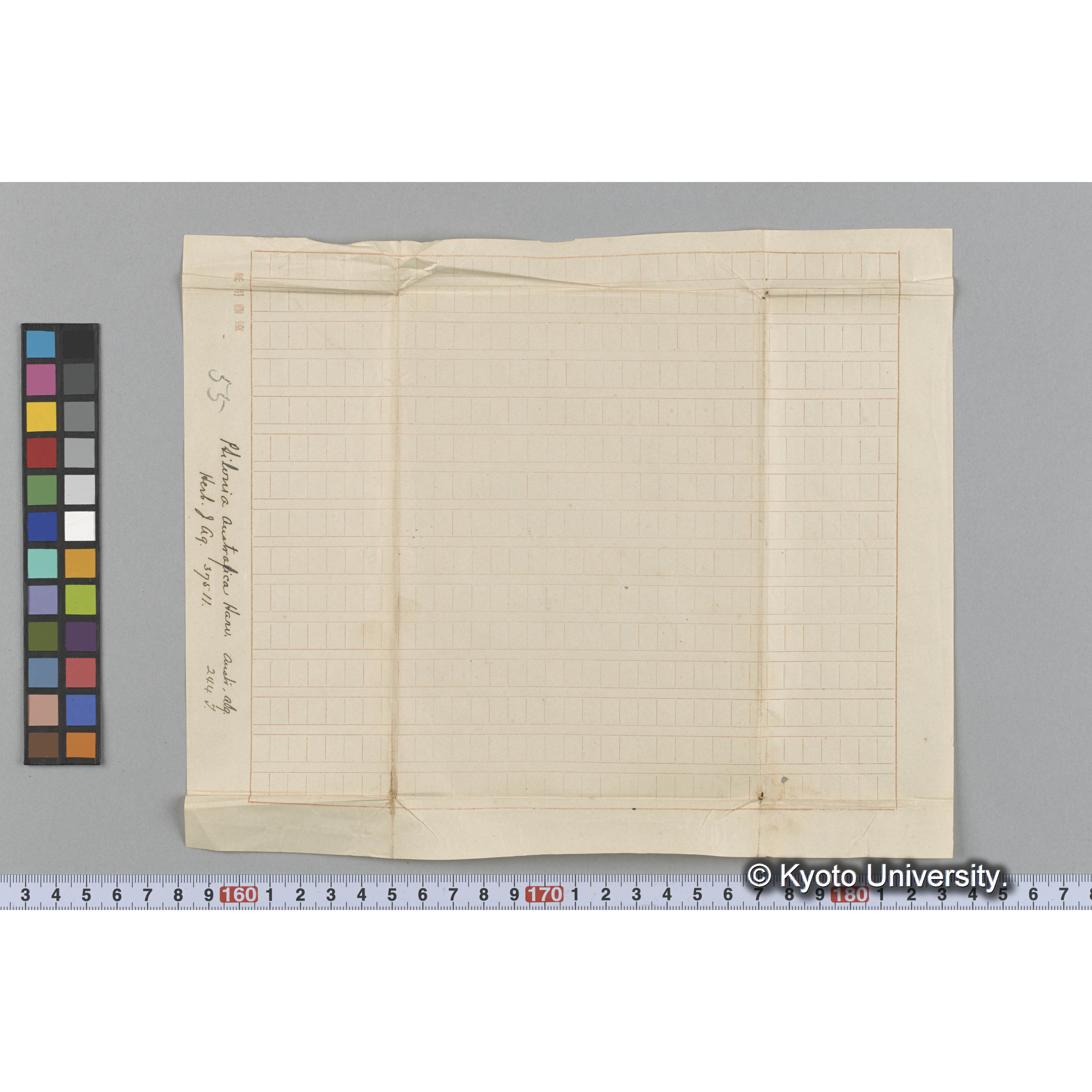 Ptilonia Australica Harv. / Herb. J. Ag. 37511 / Austr. Alg. / 244 T. （写真帳番号 95） (3)