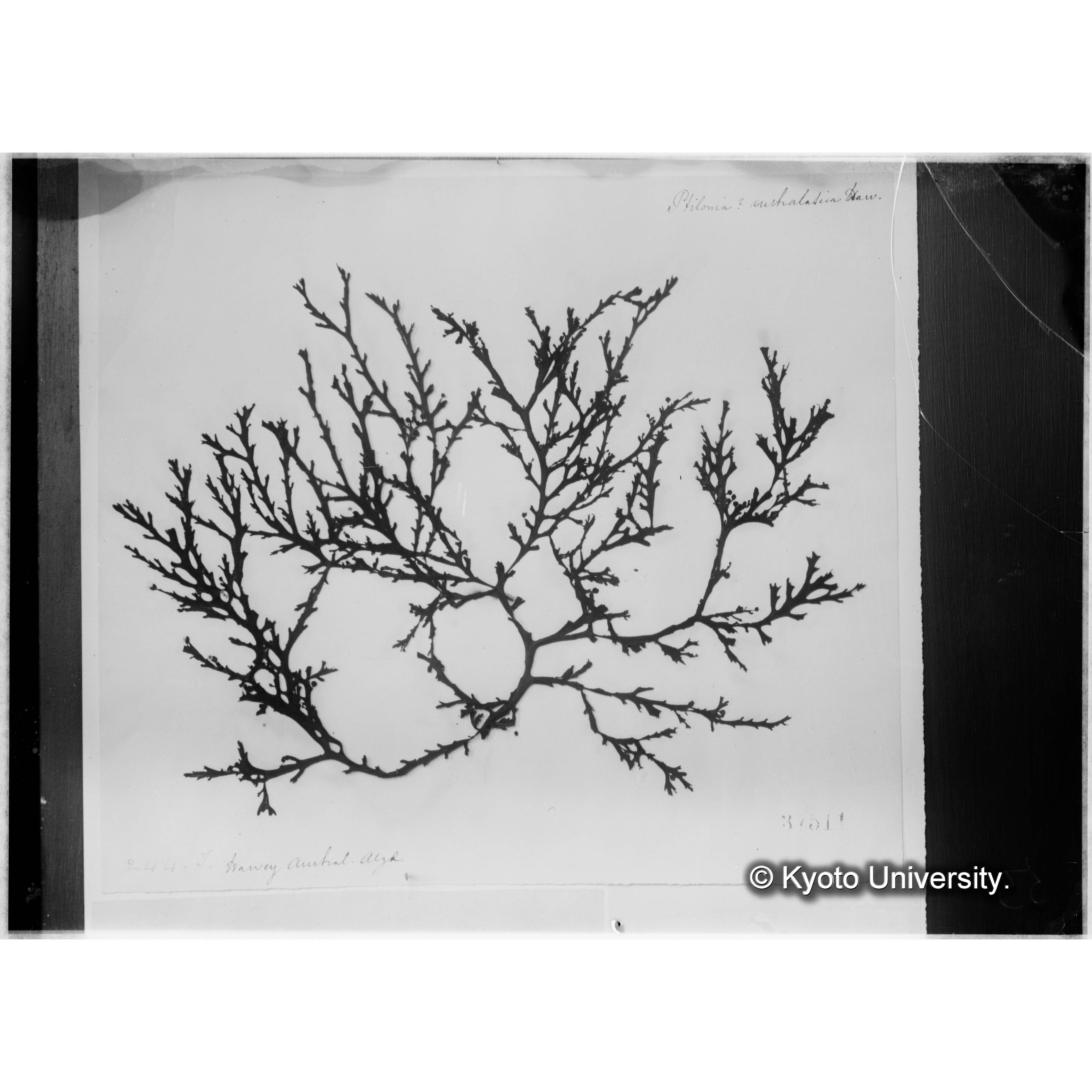 Ptilonia Australica Harv. / Herb. J. Ag. 37511 / Austr. Alg. / 244 T. （写真帳番号 95） (4)