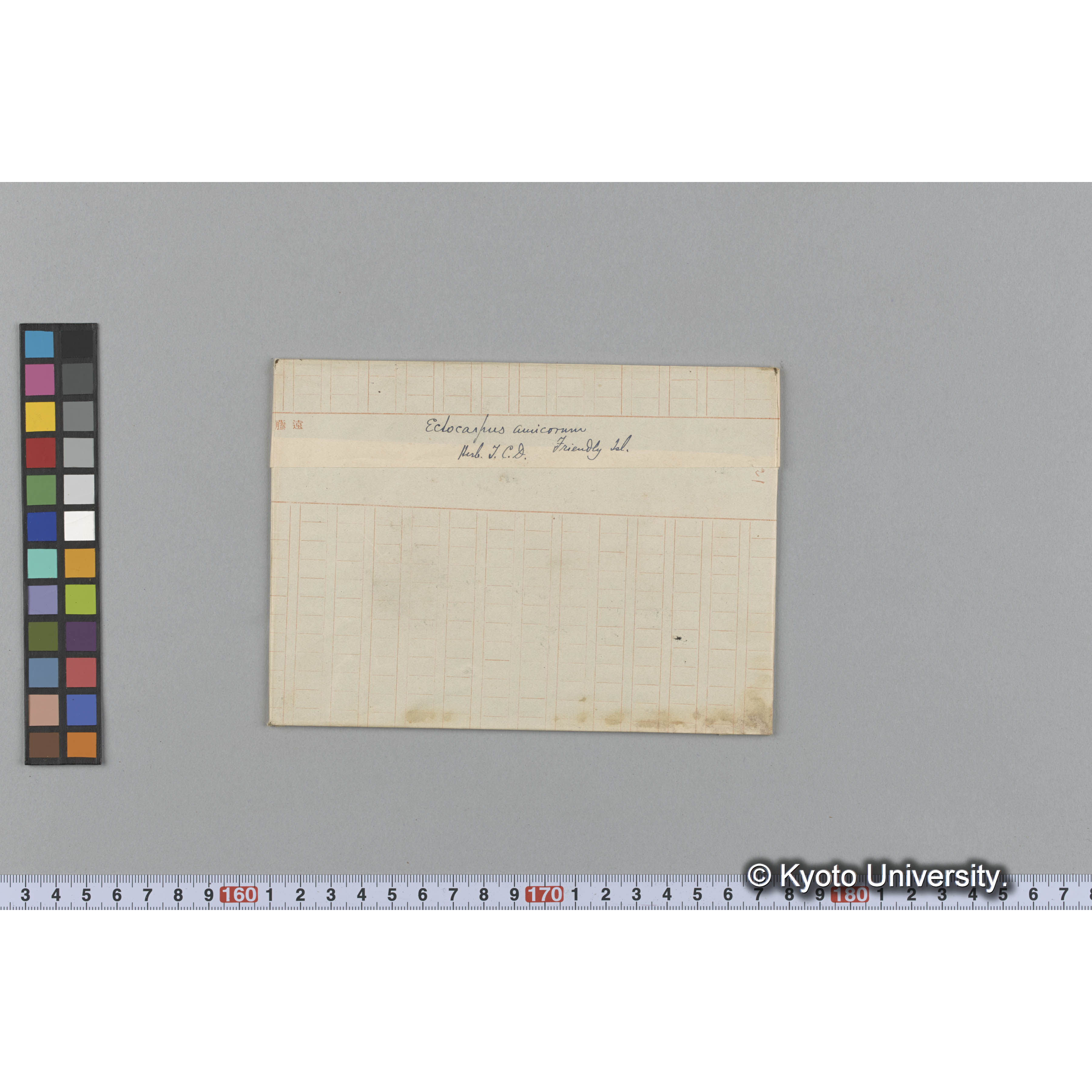 Ectocarpus amieorum / Herb. T. C. D. / Friendly Isl. （写真帳番号 42） (1)