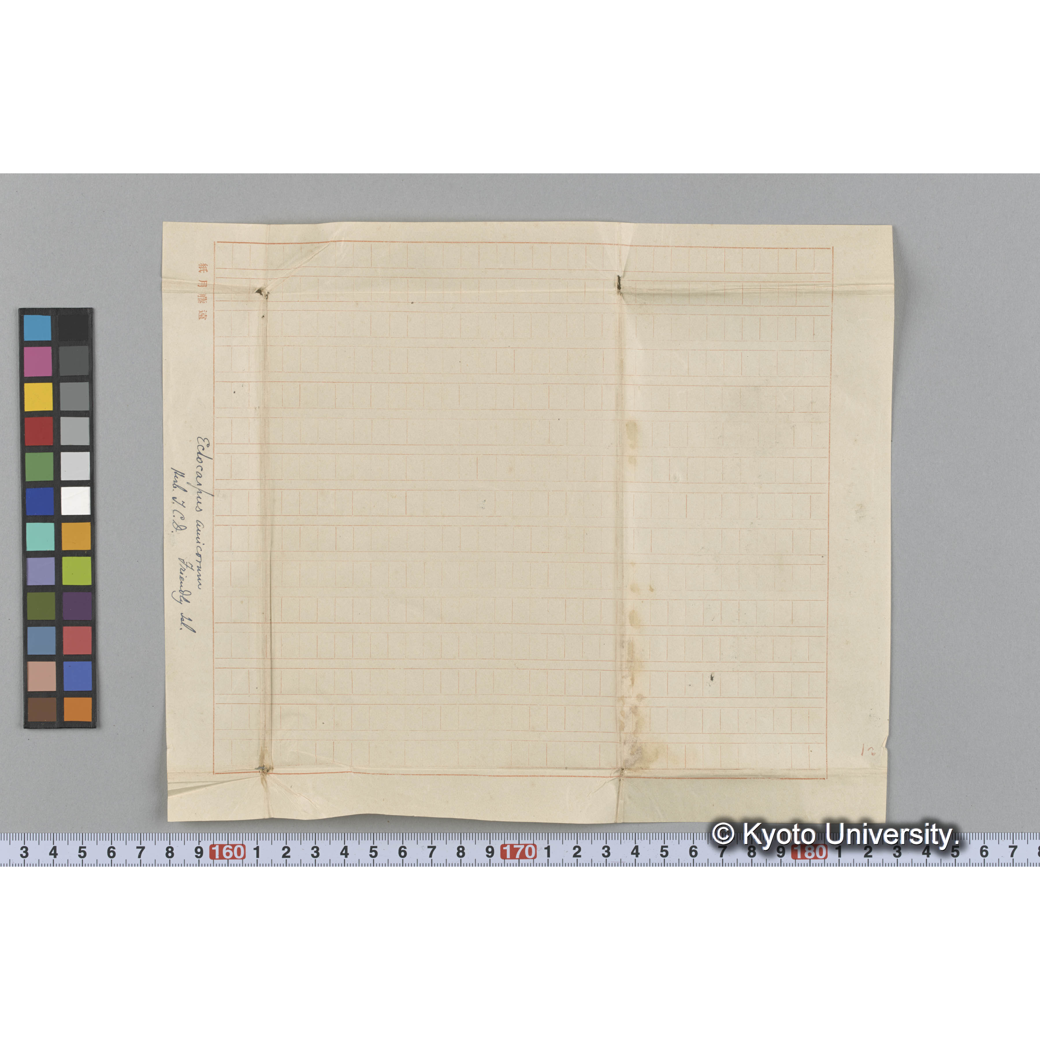 Ectocarpus amieorum / Herb. T. C. D. / Friendly Isl. （写真帳番号 42） (3)