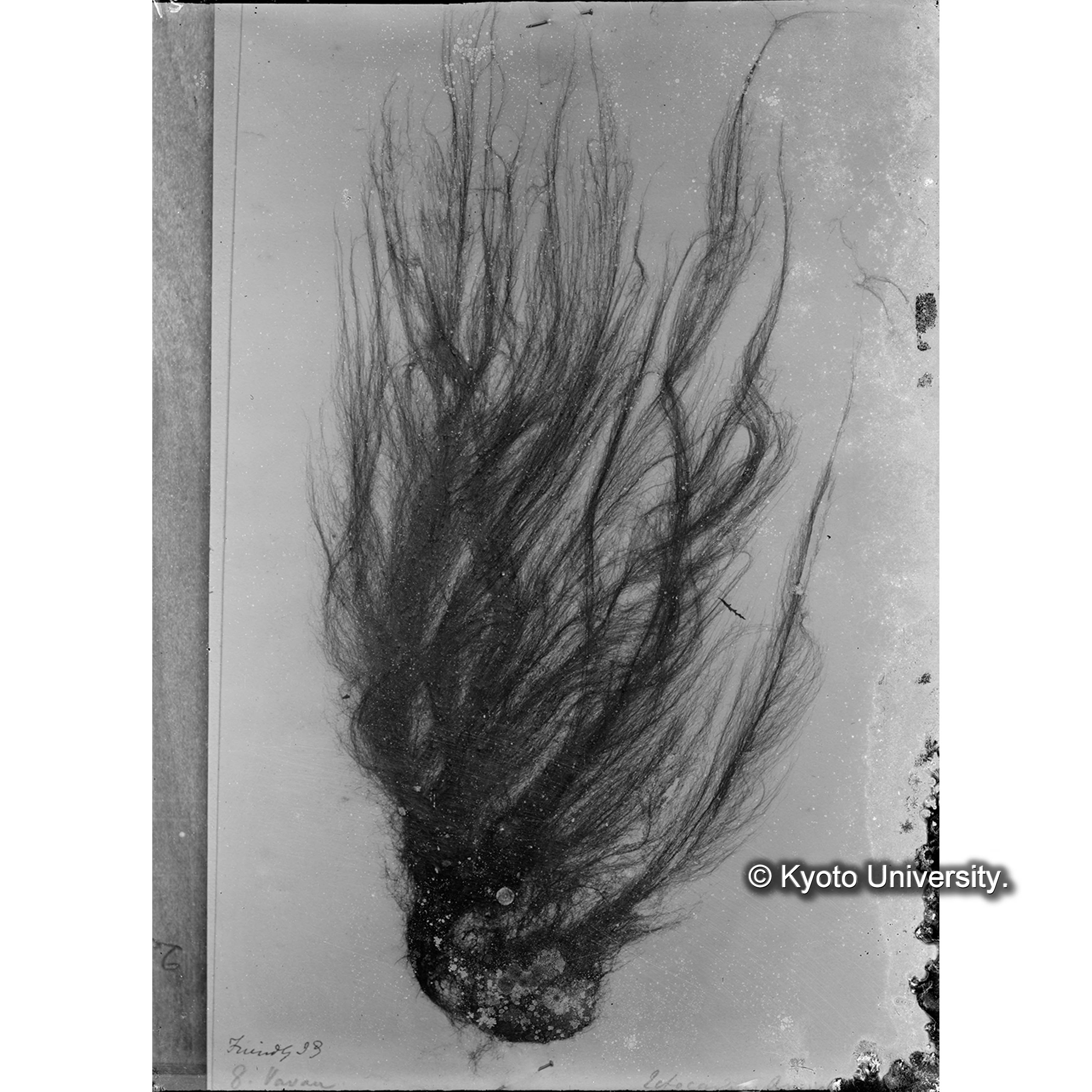 Ectocarpus amieorum / Herb. T. C. D. / Friendly Isl. （写真帳番号 42） (4)