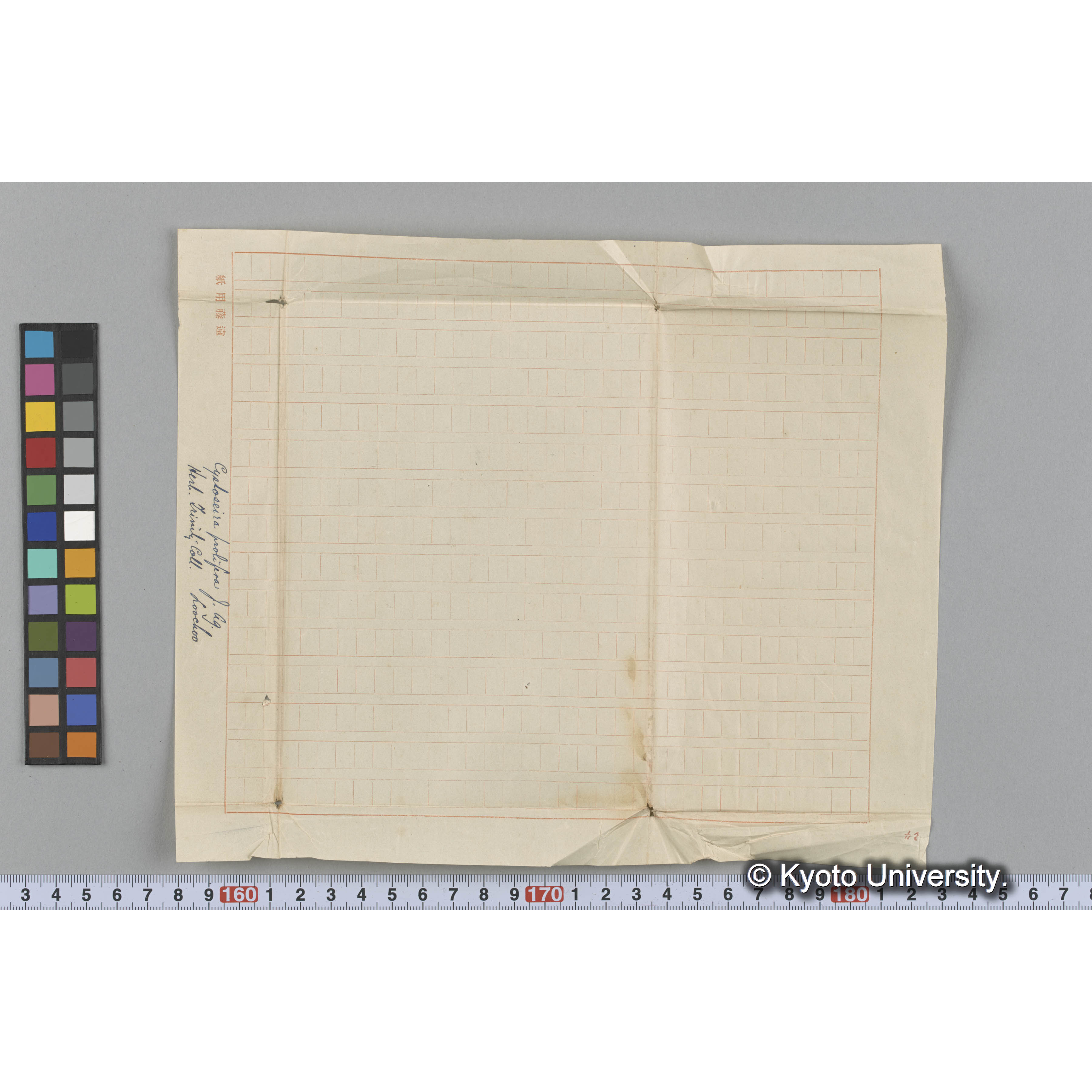 Cystoseira prolifera J. Ag. / Loochoo / Herb. Trinity Coll. （写真帳番号 39） (3)