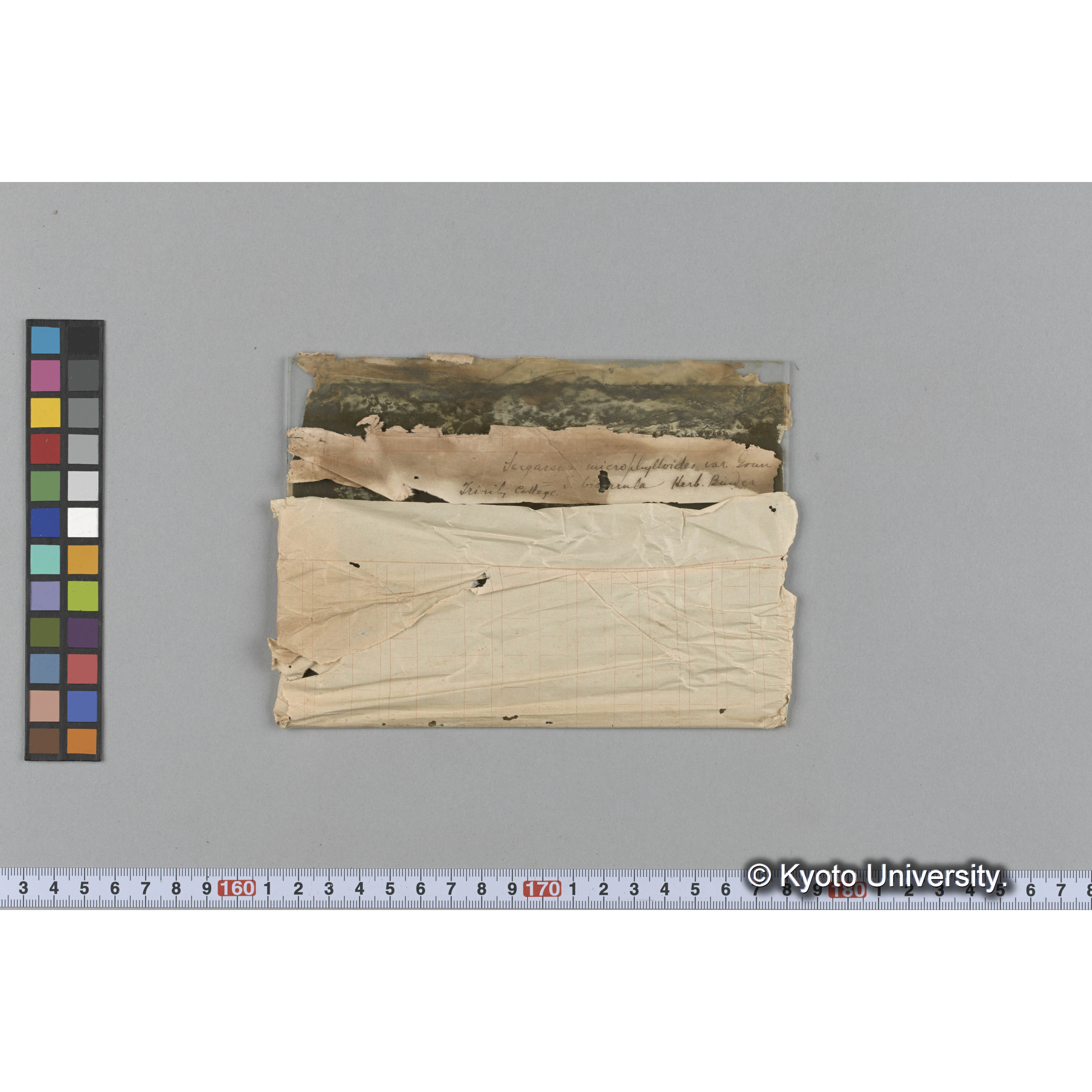 [ガラス乾板写真.](海藻標本, 包紙ペン書き「Sargassum microphylloides var.[以下難読]」「Trinity College」等.) (2)