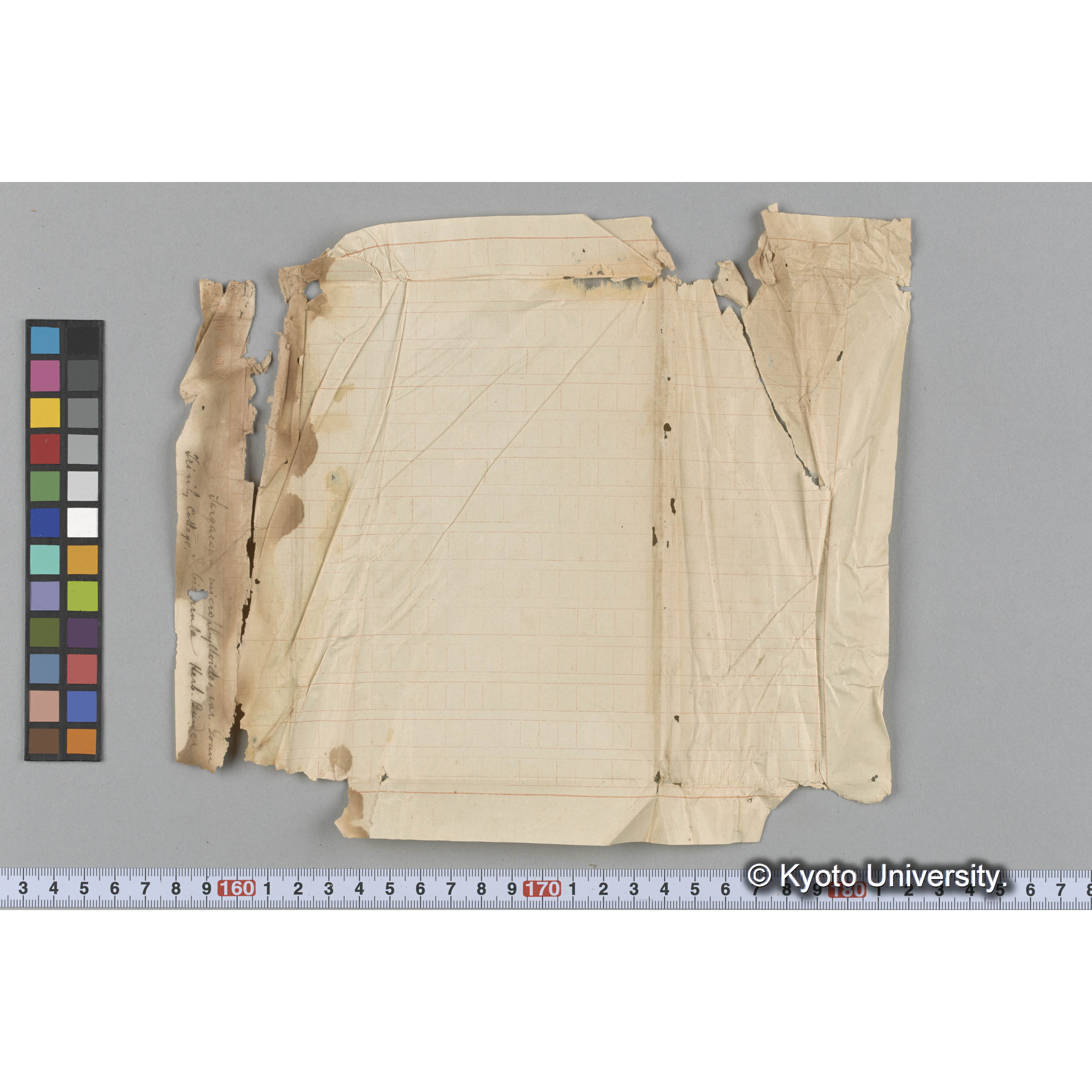 [ガラス乾板写真.](海藻標本, 包紙ペン書き「Sargassum microphylloides var.[以下難読]」「Trinity College」等.) (4)