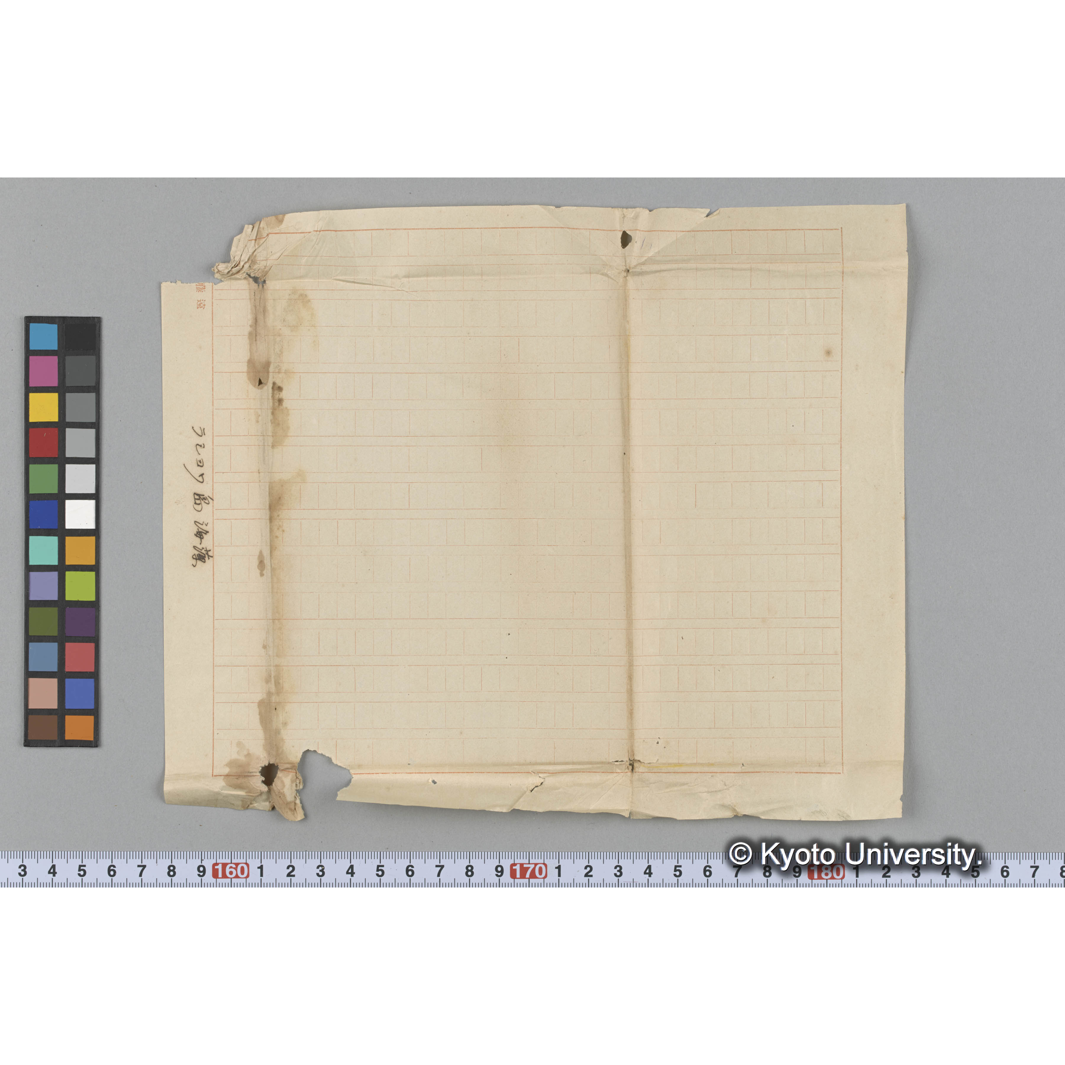 ラショワ島　海藻 (3)