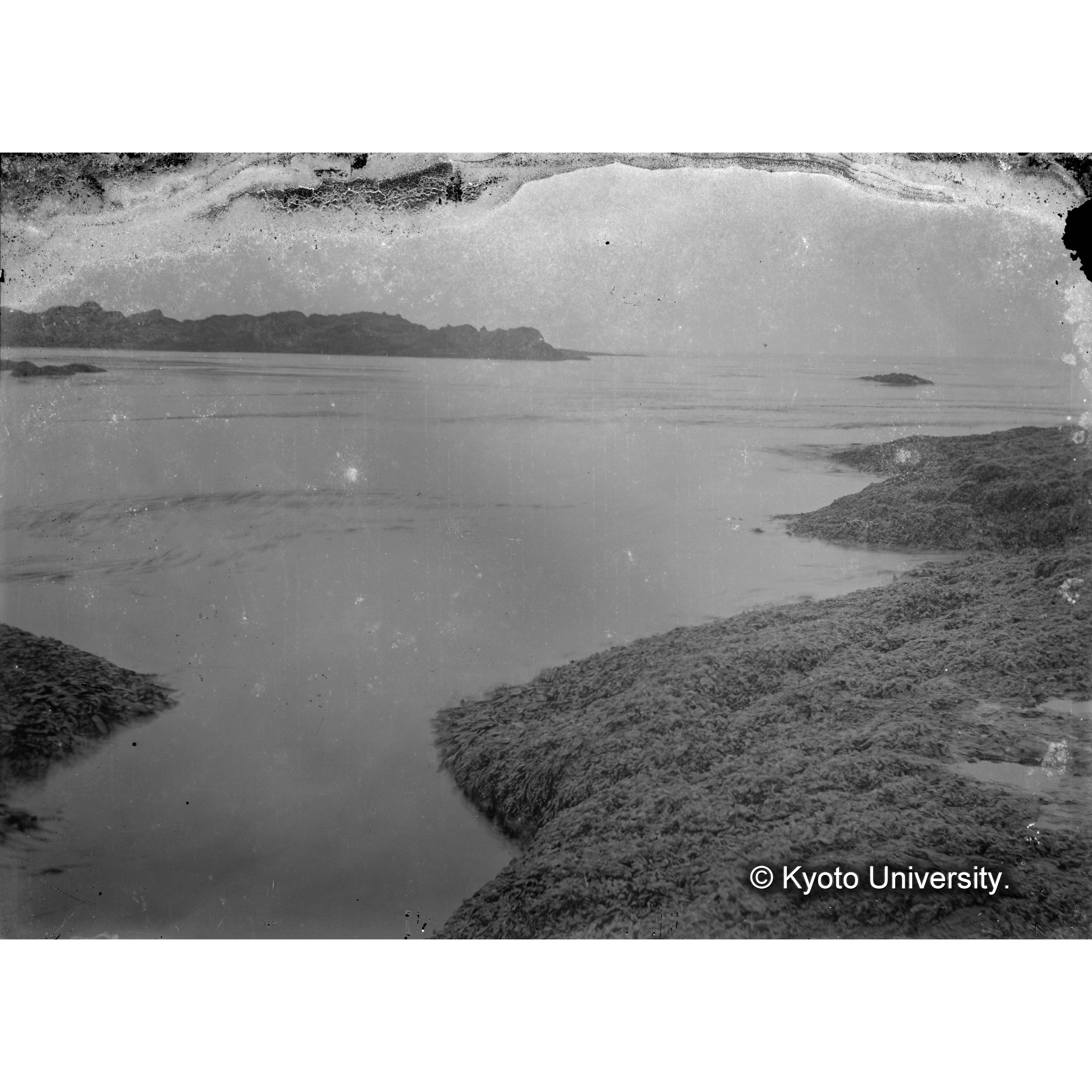 ラショワ島　海藻 (4)