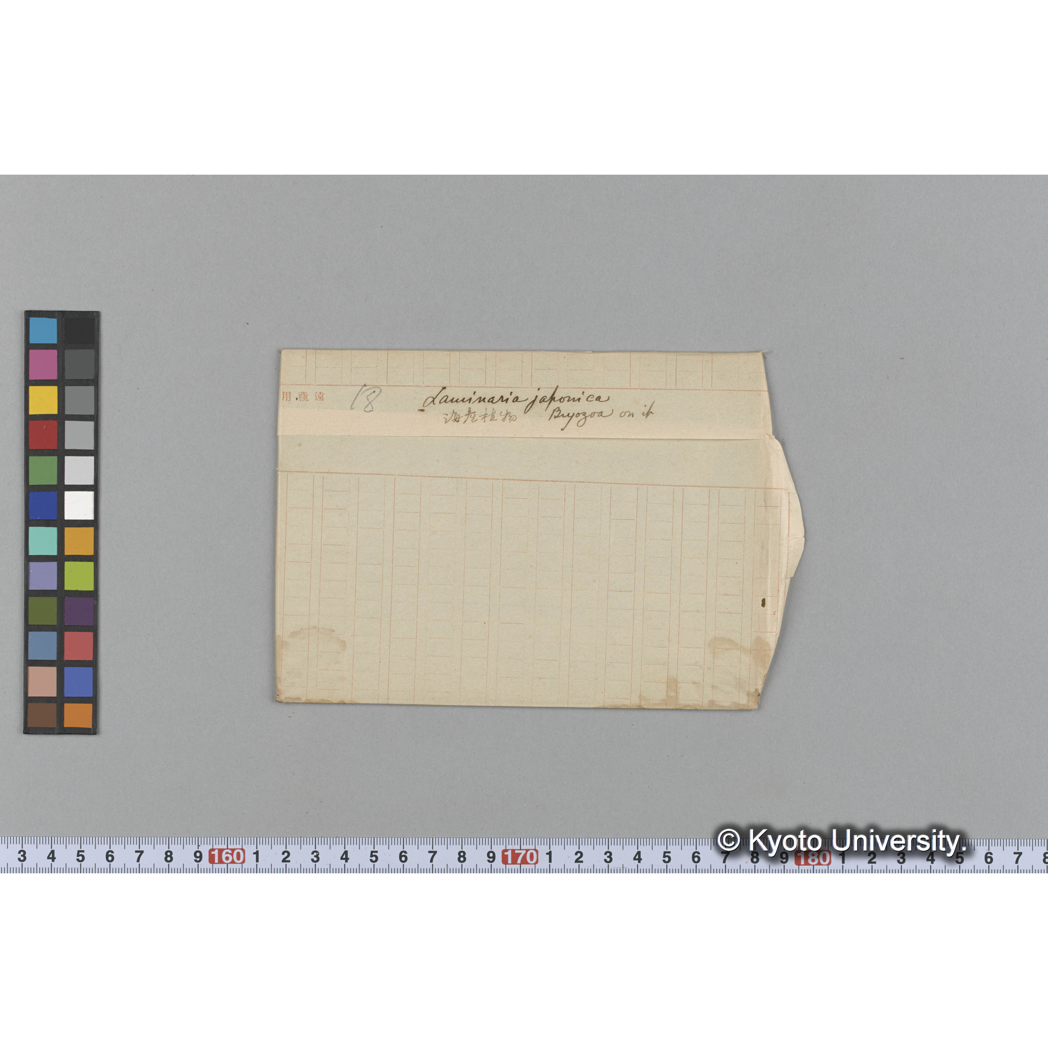 Laminaria japonica / Bryozoa on if / 海産植物 (1)