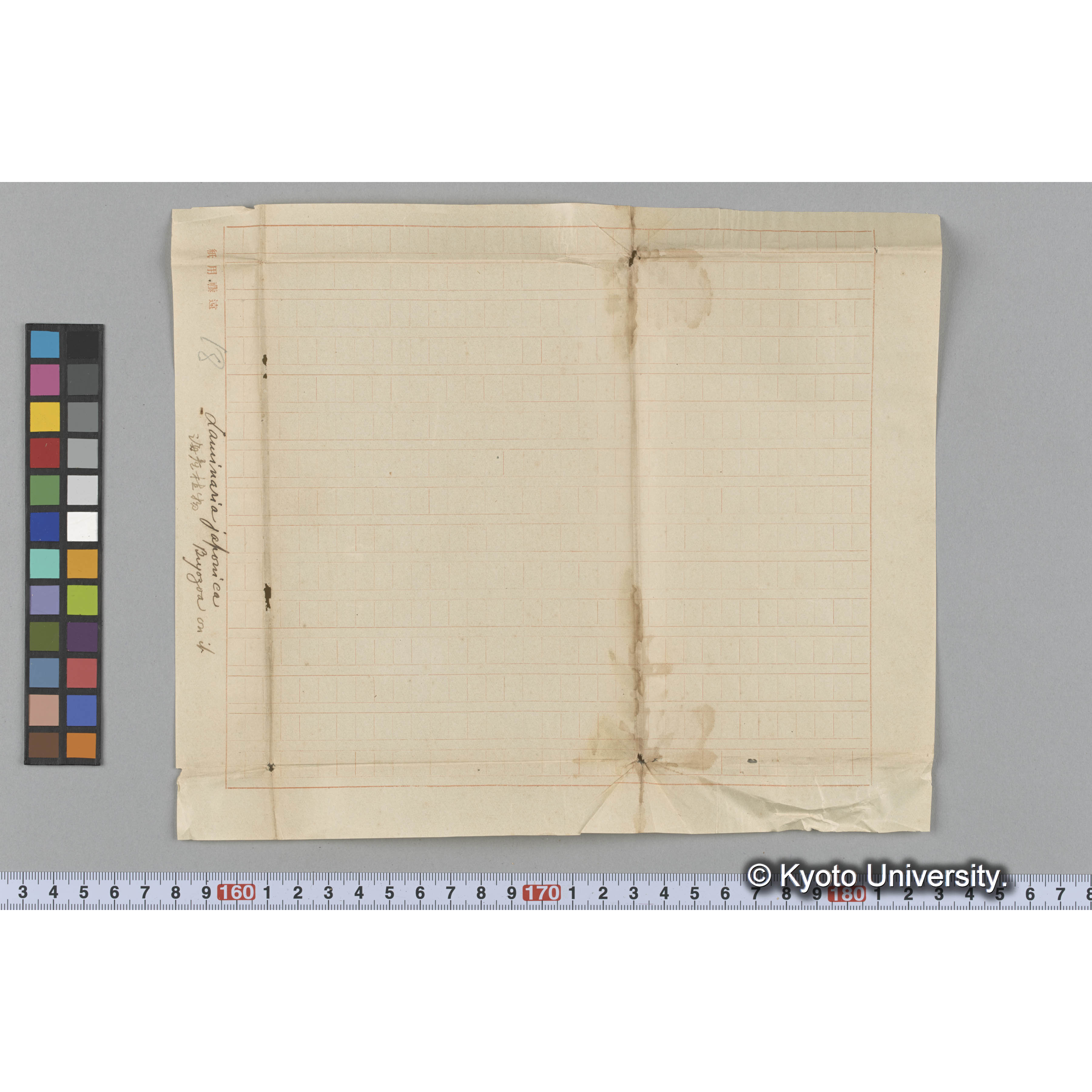 Laminaria japonica / Bryozoa on if / 海産植物 (3)