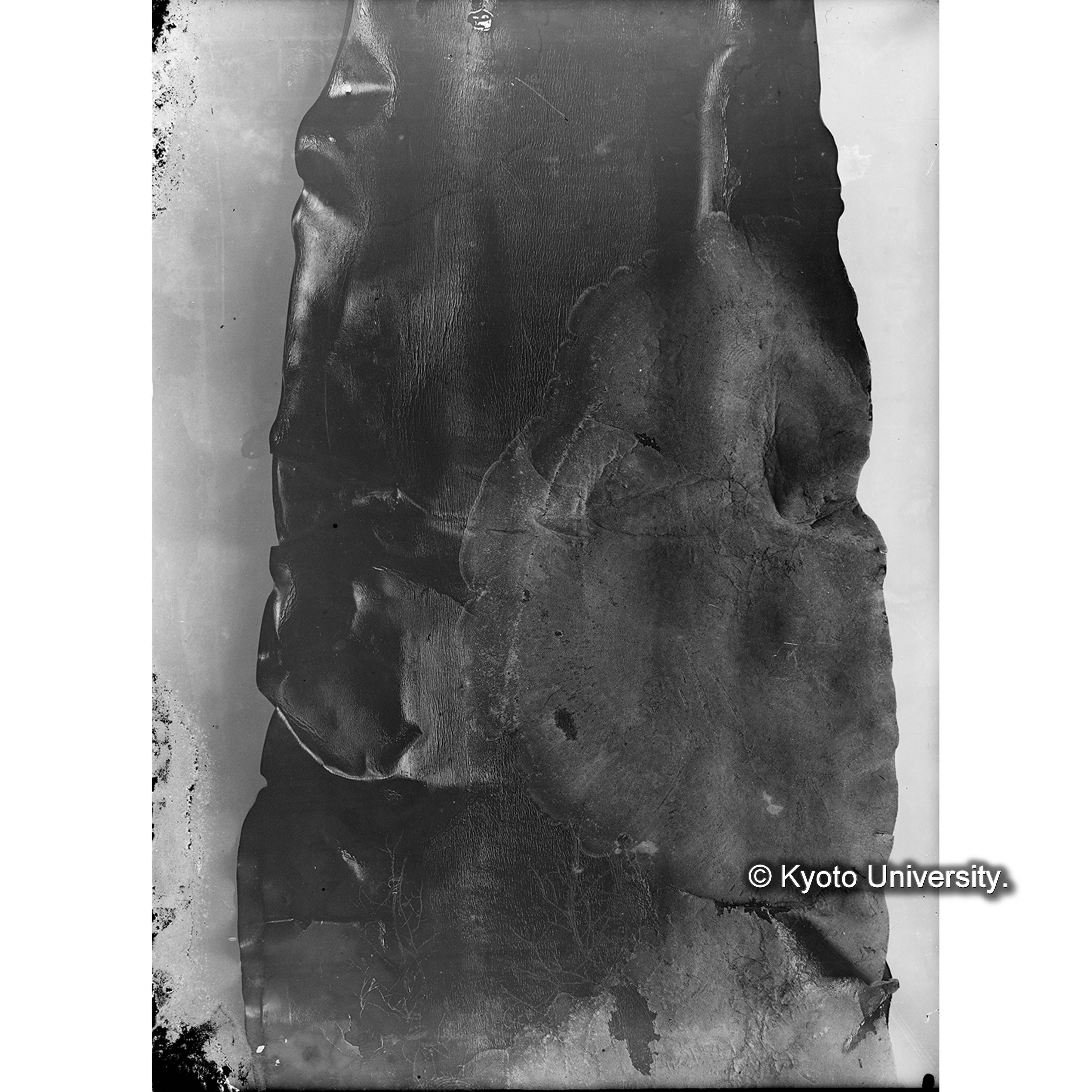 Laminaria japonica / Bryozoa on if / 海産植物 (4)