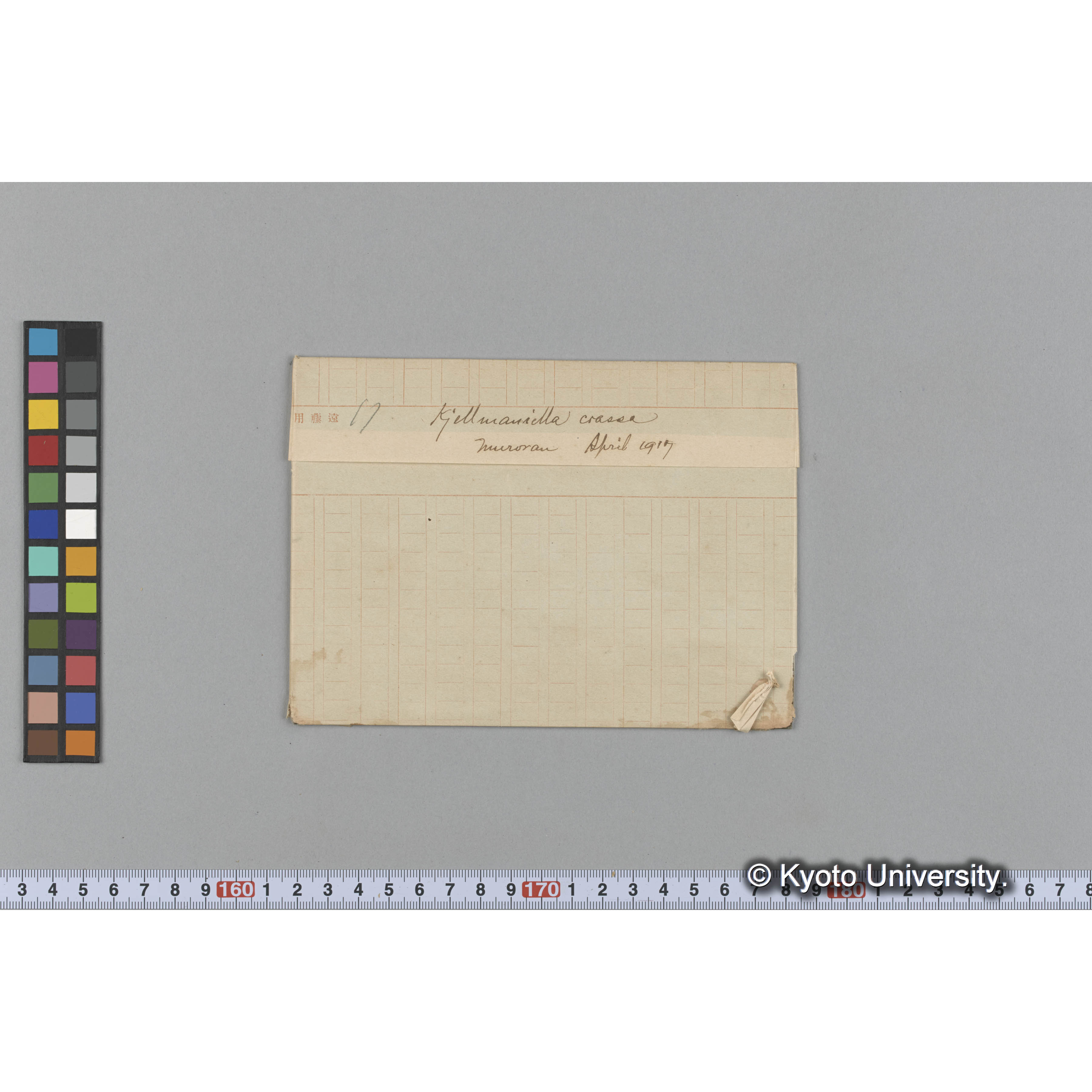 Kjellmaniella crassa / Muroran / April 1917 (1)