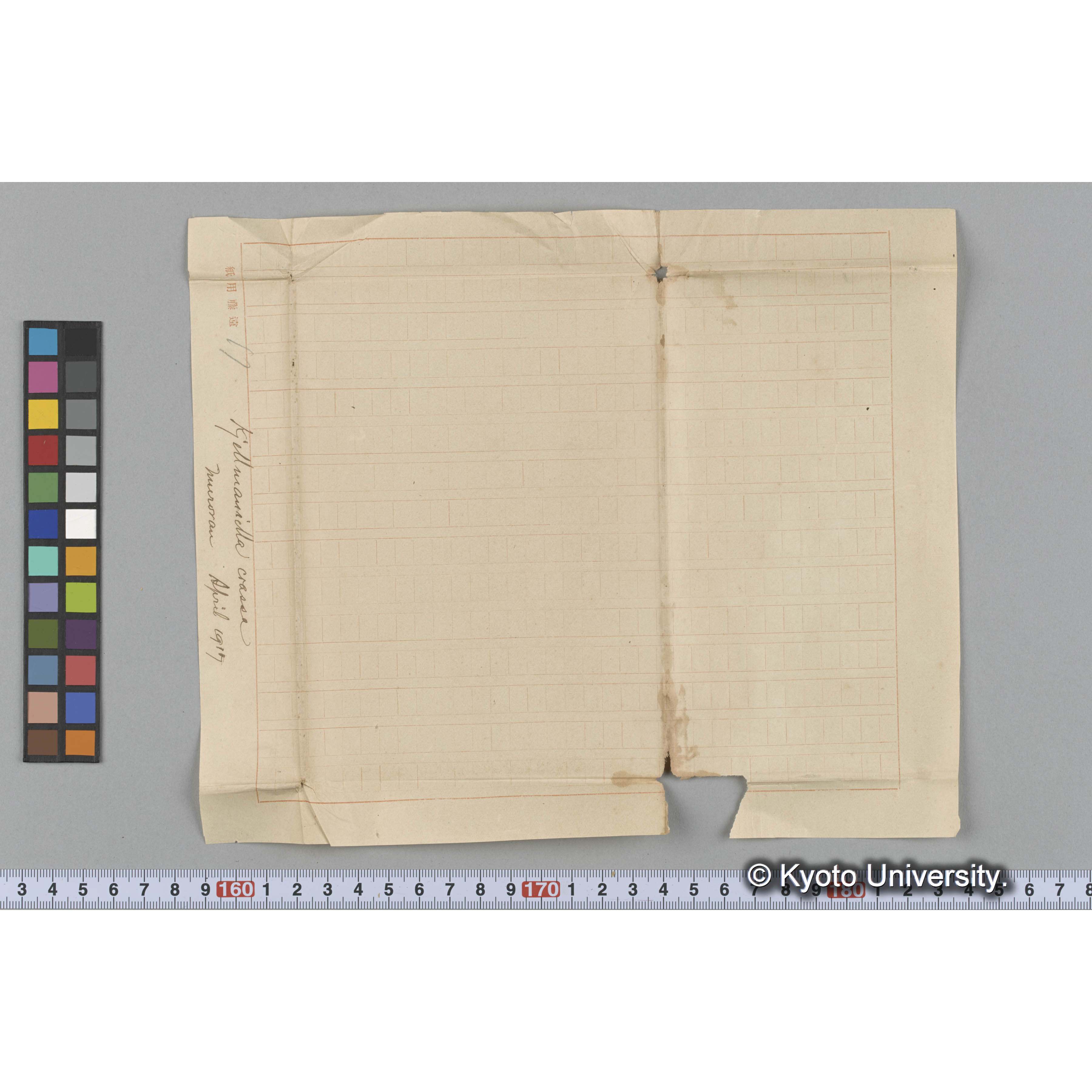 Kjellmaniella crassa / Muroran / April 1917 (3)