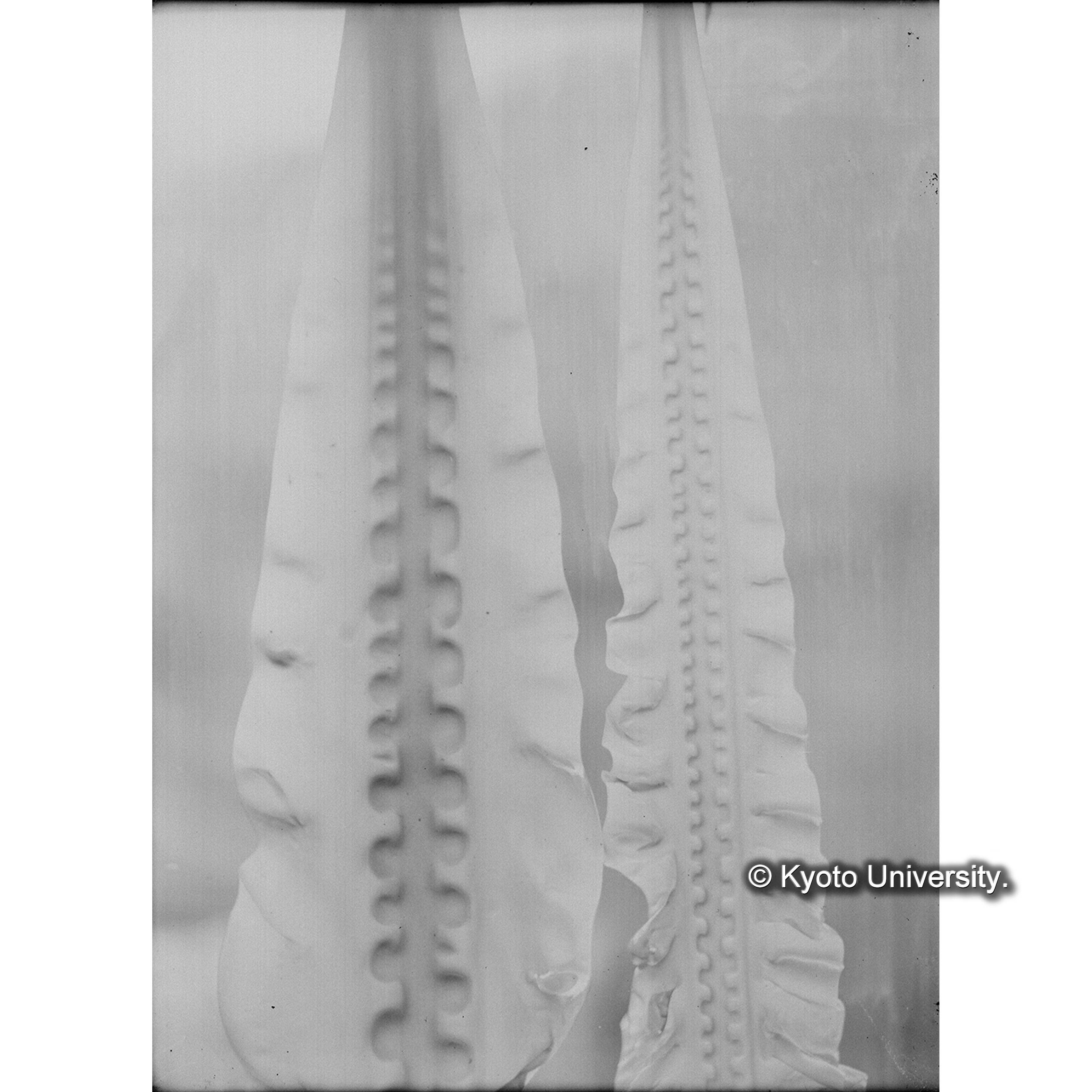 Kjellmaniella crassa / Muroran / April 1917 (4)