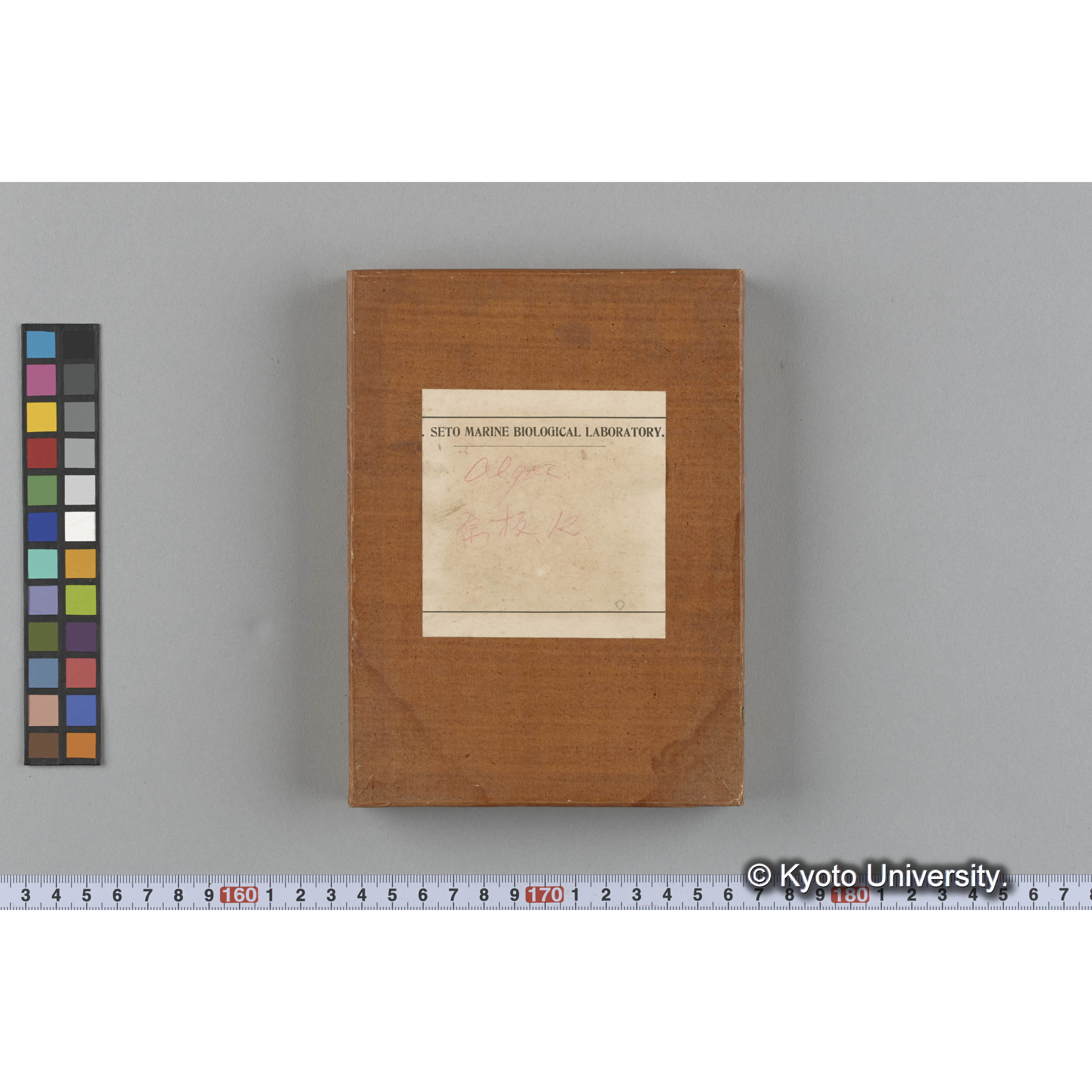 [ガラス乾板収納箱9.]algae, 原板12 (1)