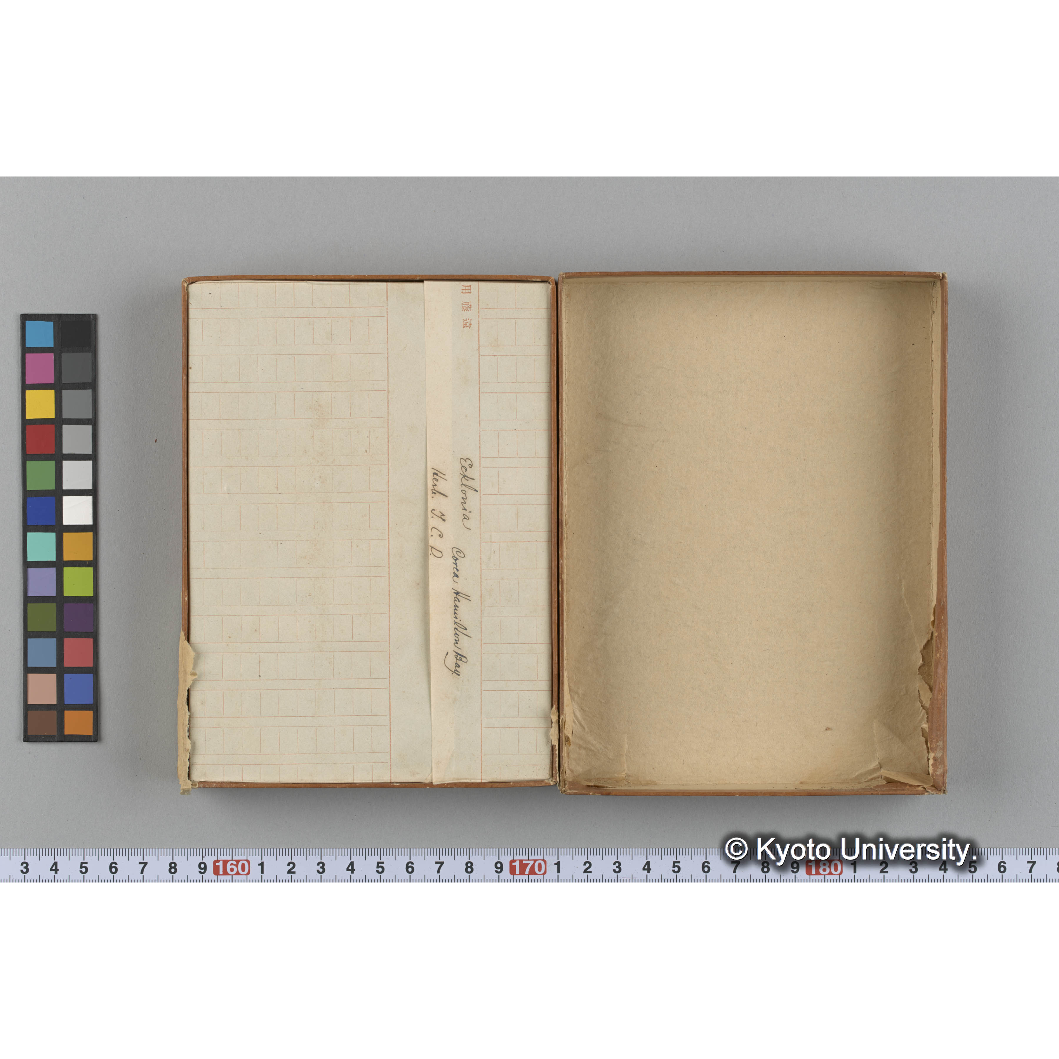 [ガラス乾板収納箱9.]algae, 原板12 (2)