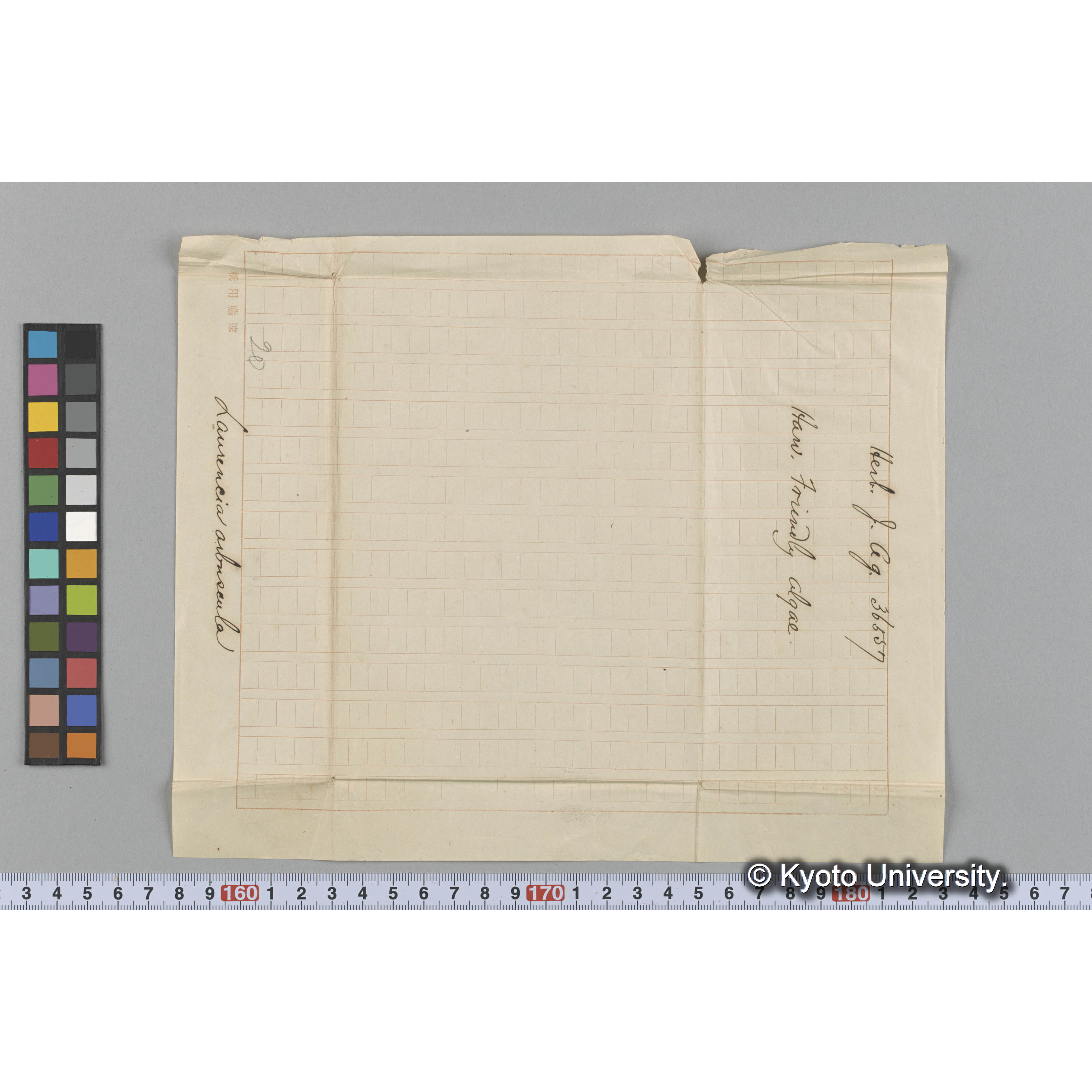 Laurencia arbuscula / Herb. J. Ag. 36557 / Harv. Friendly Algae. （写真帳番号 78） (3)