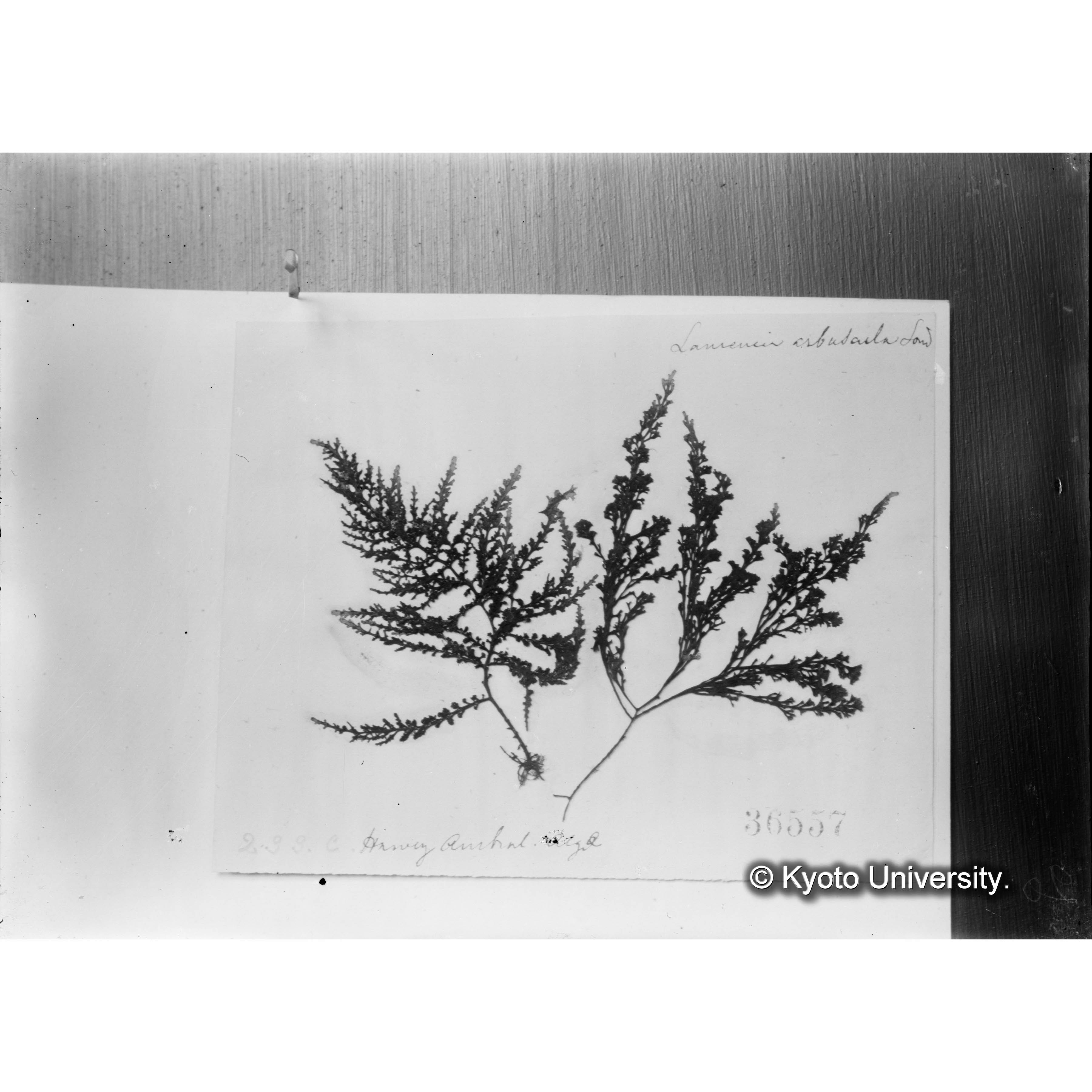Laurencia arbuscula / Herb. J. Ag. 36557 / Harv. Friendly Algae. （写真帳番号 78） (4)