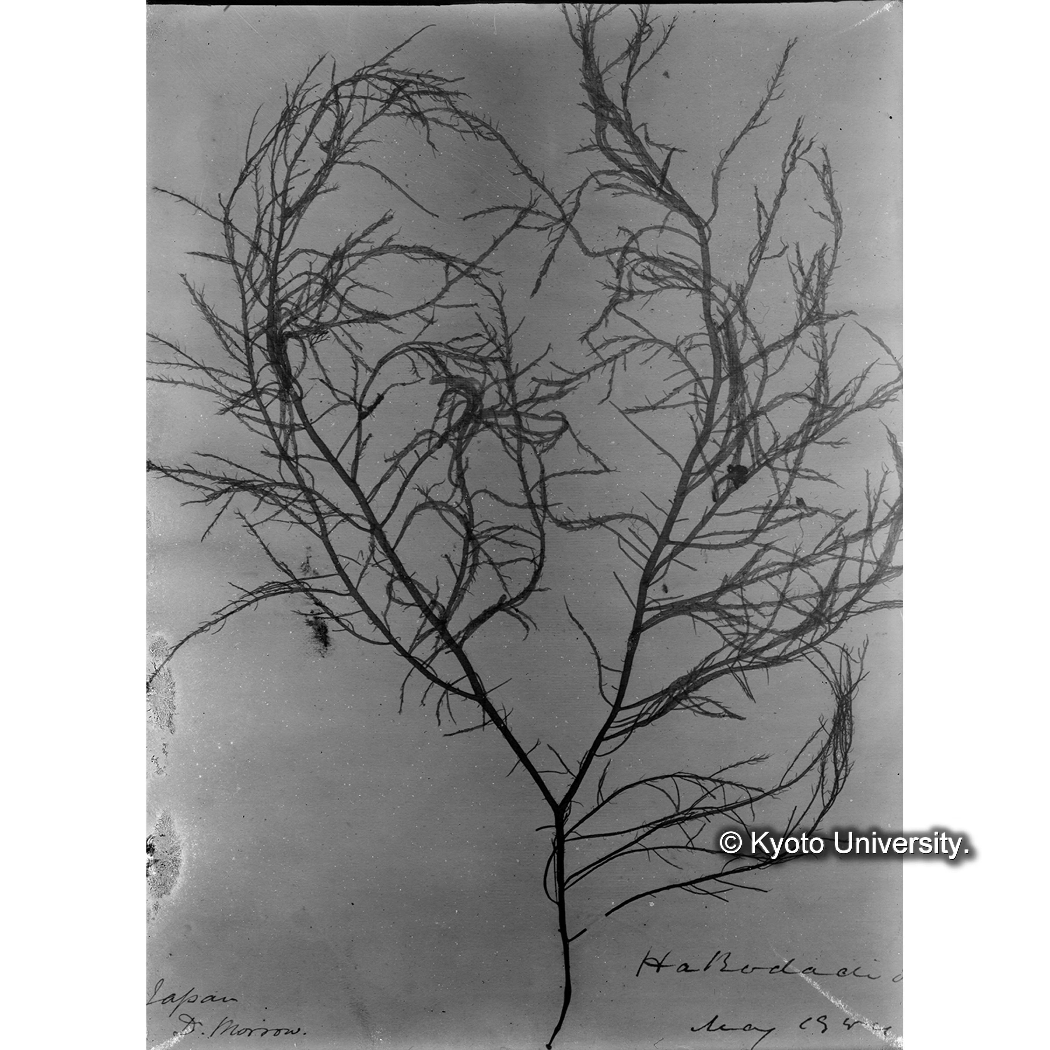 "Genus dubium" Trinity College. Hakodate 外. p.1722 （写真帳番号 46） (4)