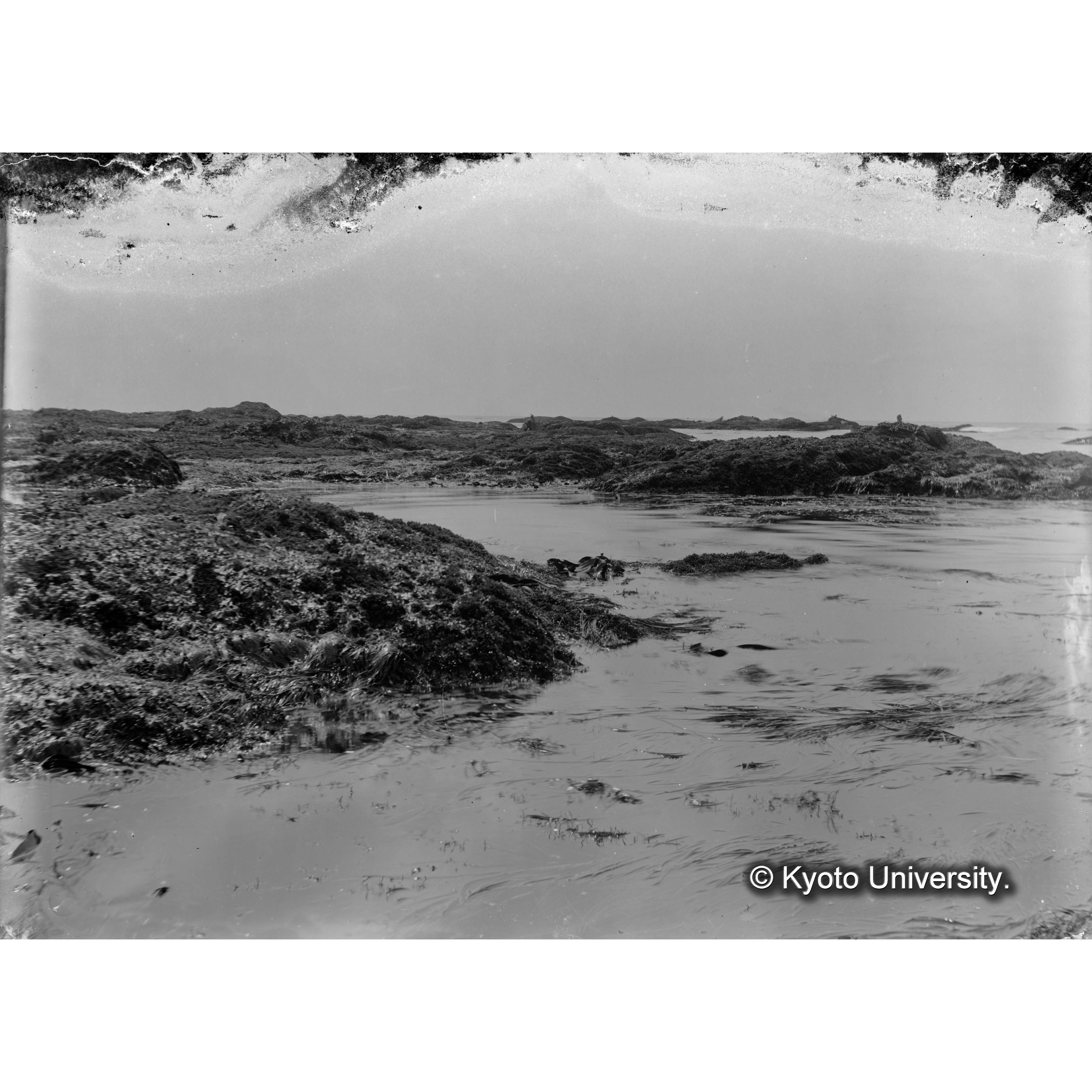 幌、泉　海藻状態 (4)