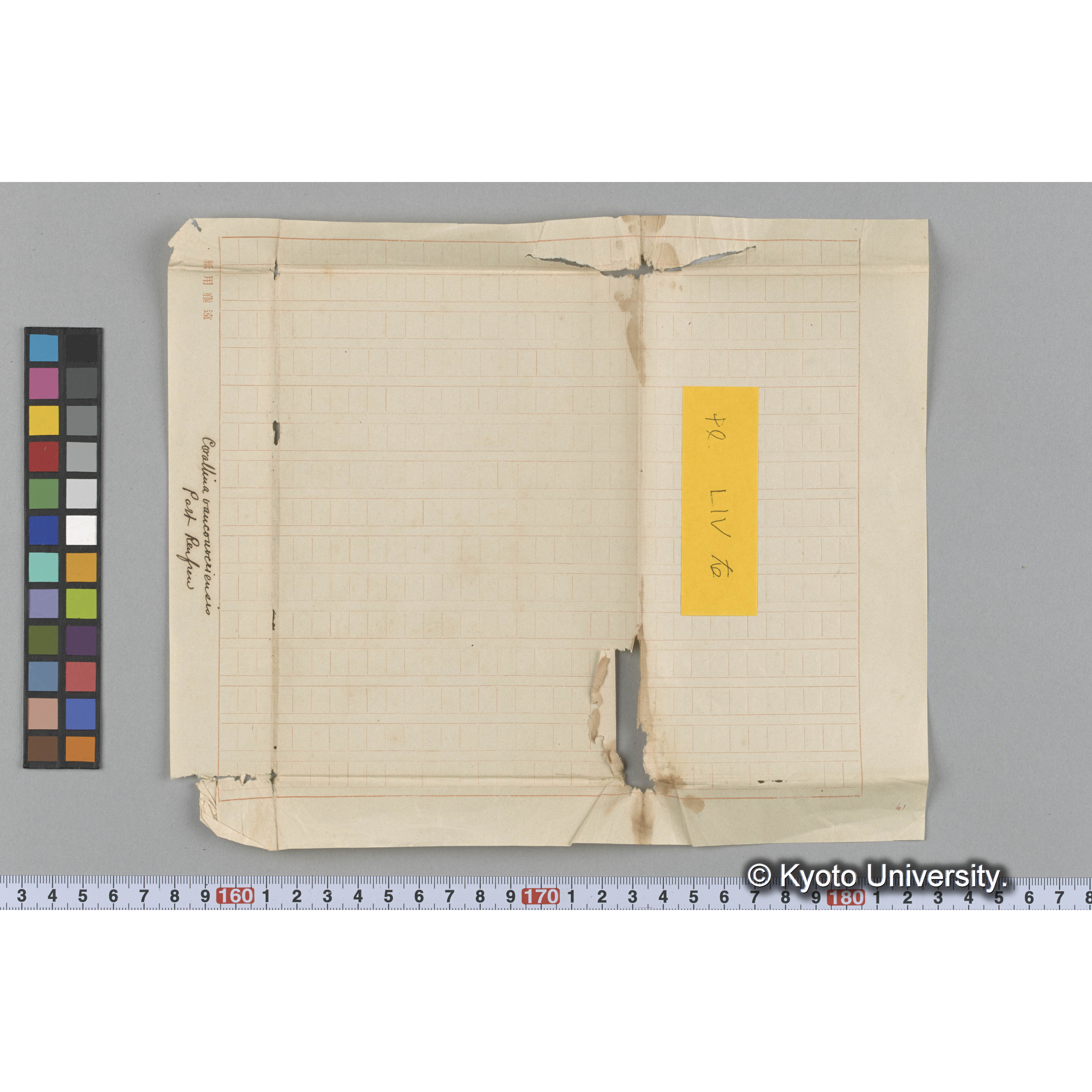 Corallina vancouveriensis / Port Renfrew (3)