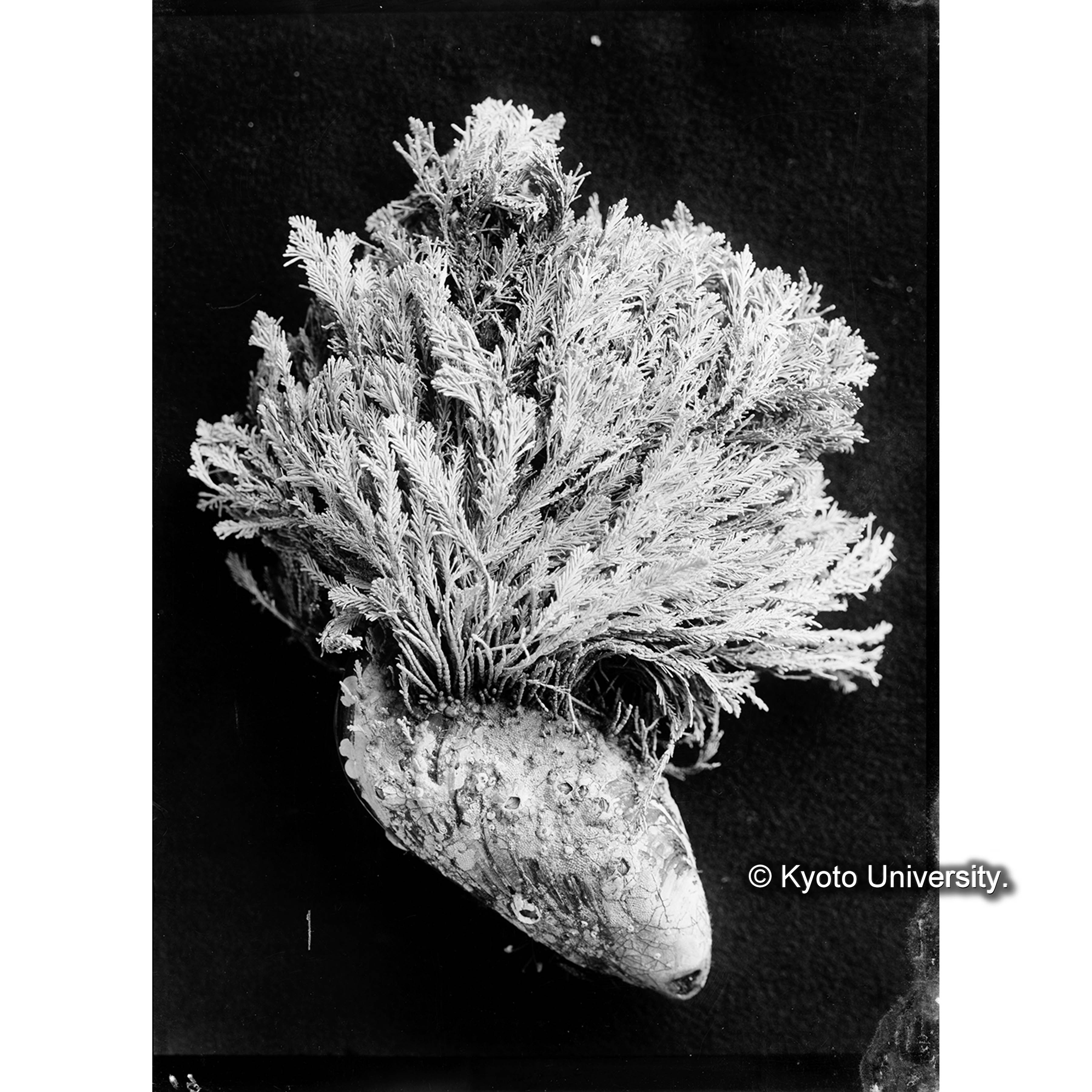 Corallina vancouveriensis / Port Renfrew (4)