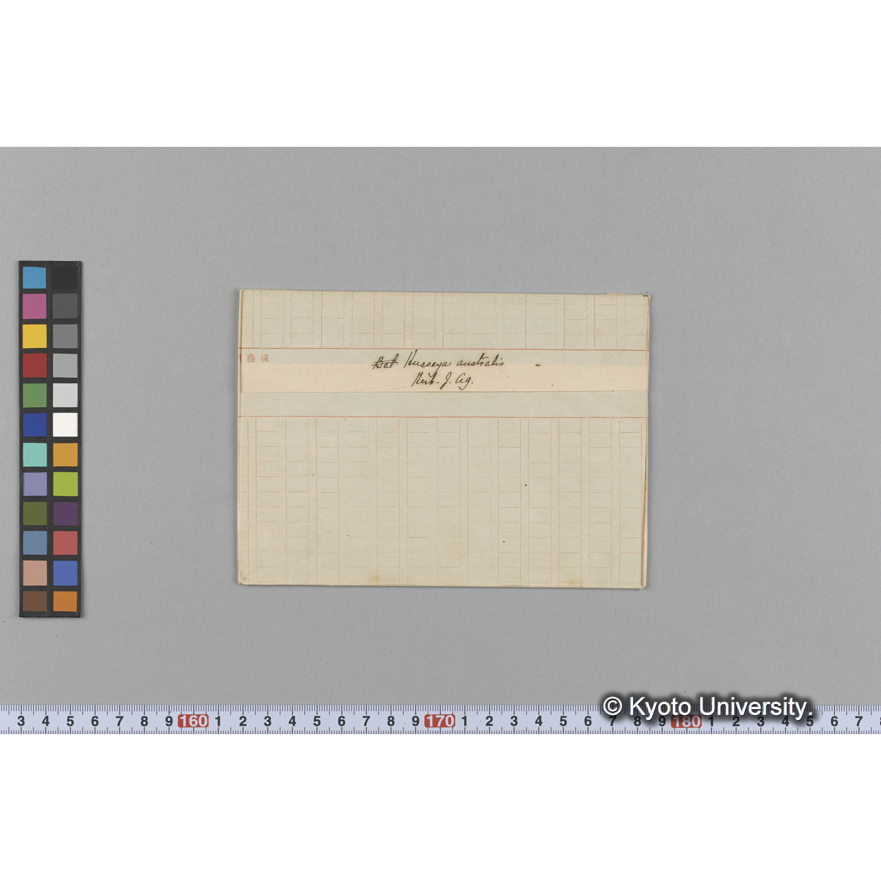 Husseya australis / Herb. J. Ag. （写真帳番号 68） (1)