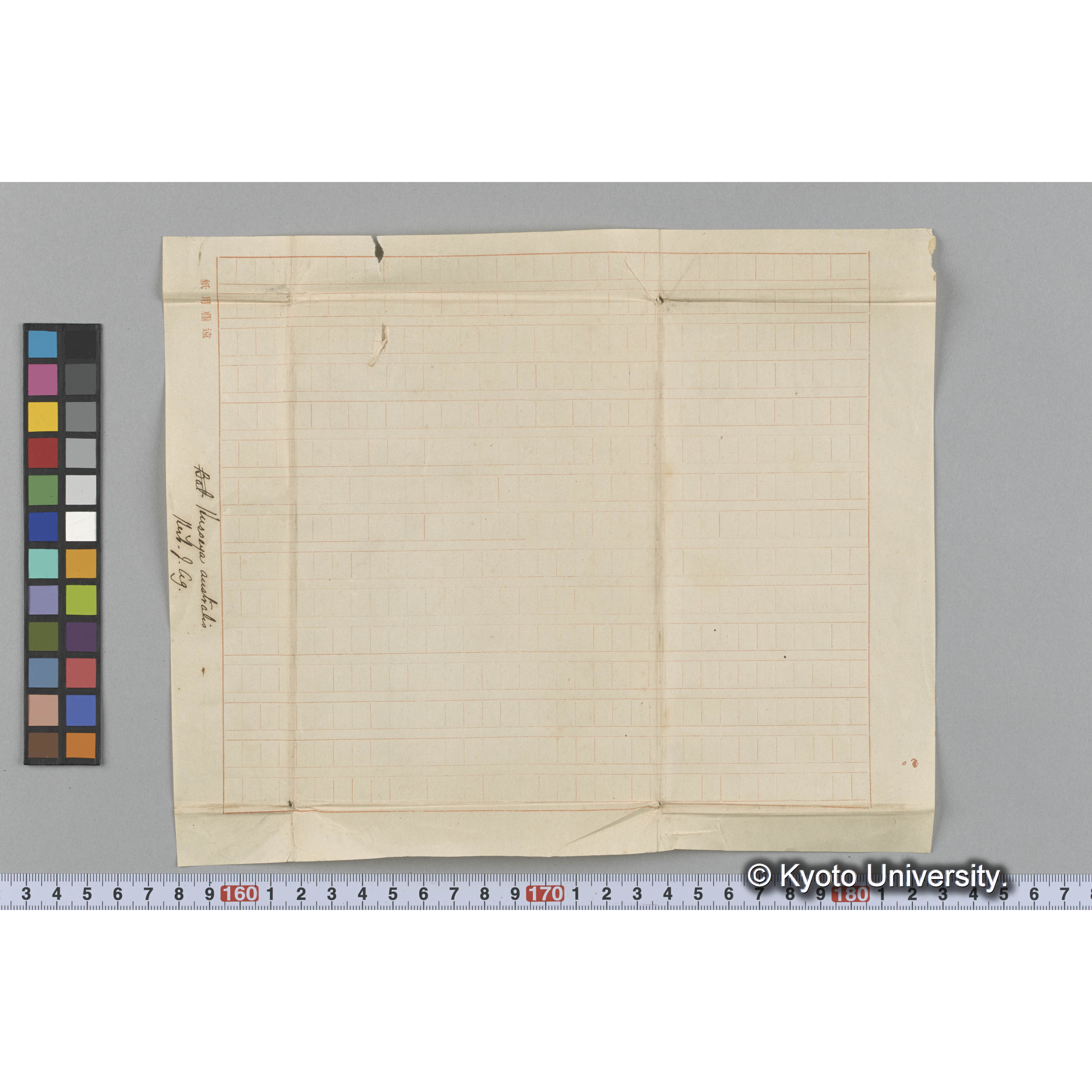 Husseya australis / Herb. J. Ag. （写真帳番号 68） (3)