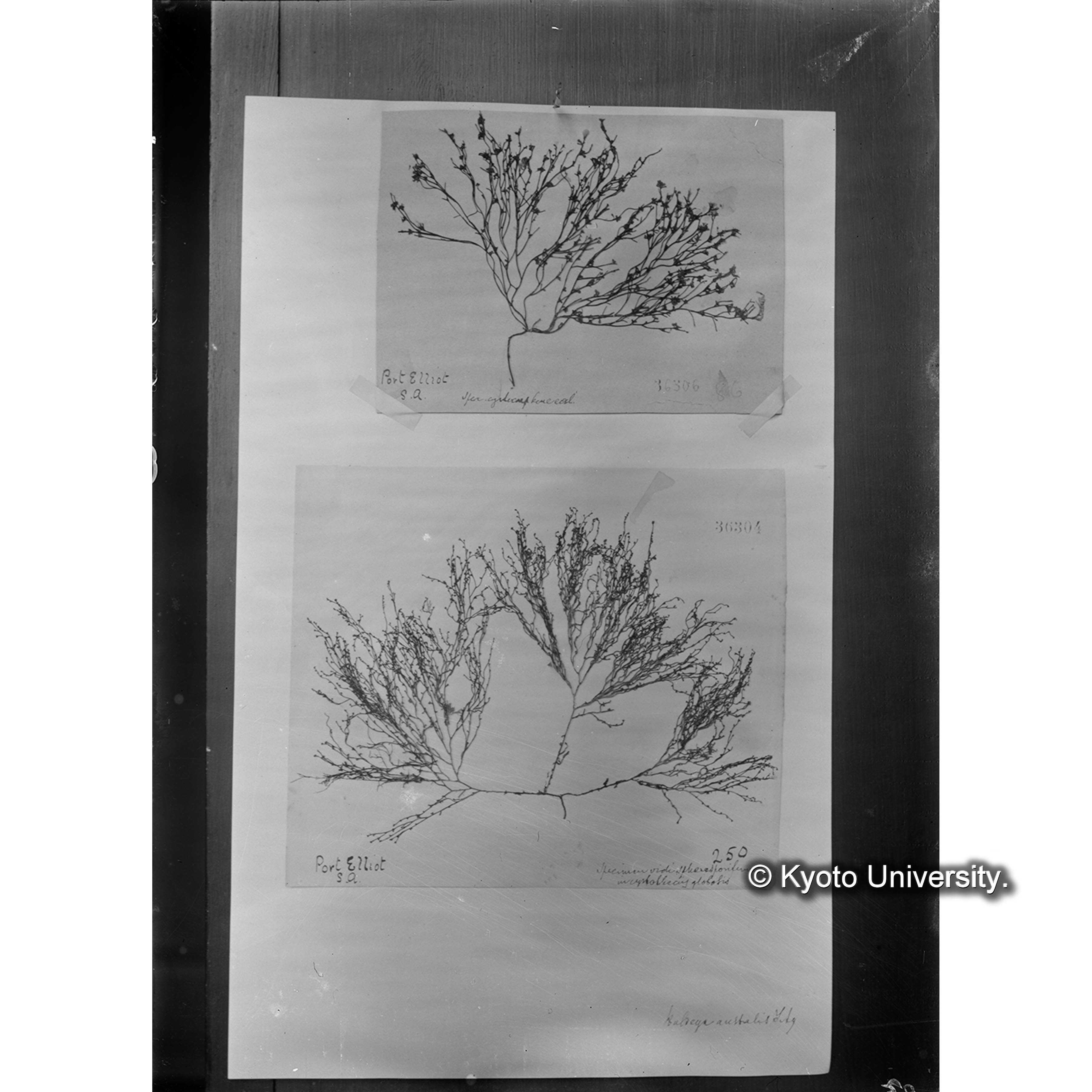 Husseya australis / Herb. J. Ag. （写真帳番号 68） (4)