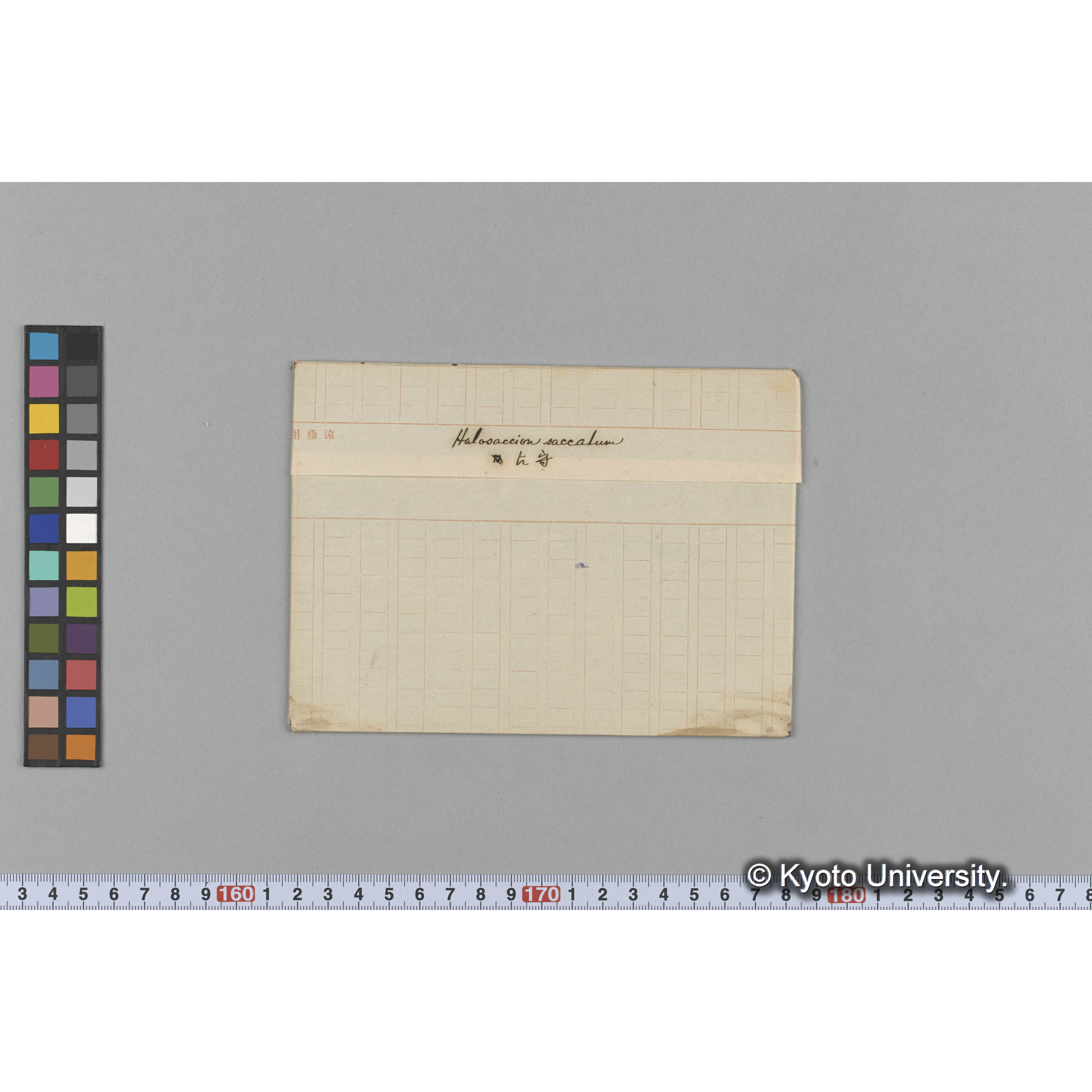 Halosaccion saccatum / 占守 (1)