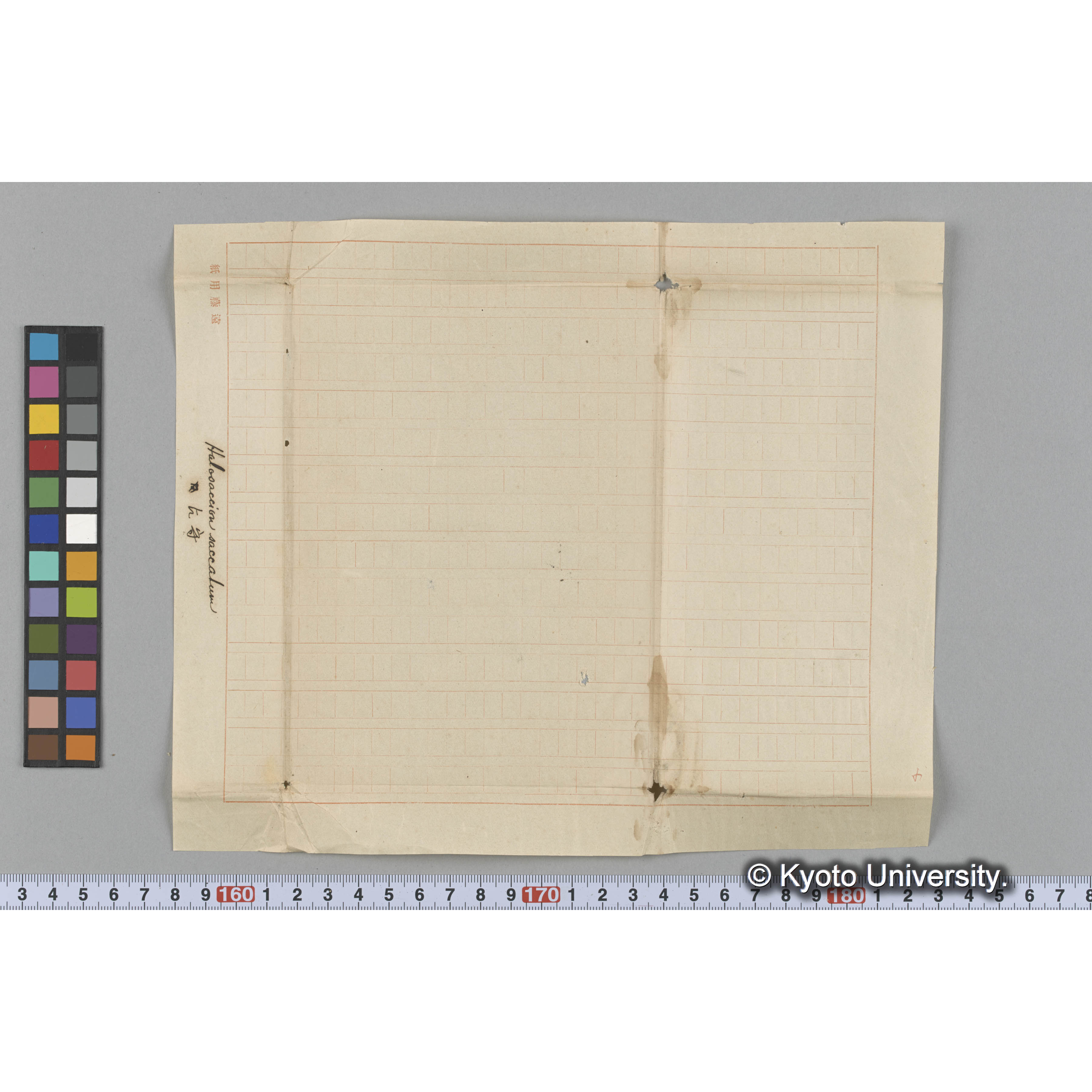 Halosaccion saccatum / 占守 (3)