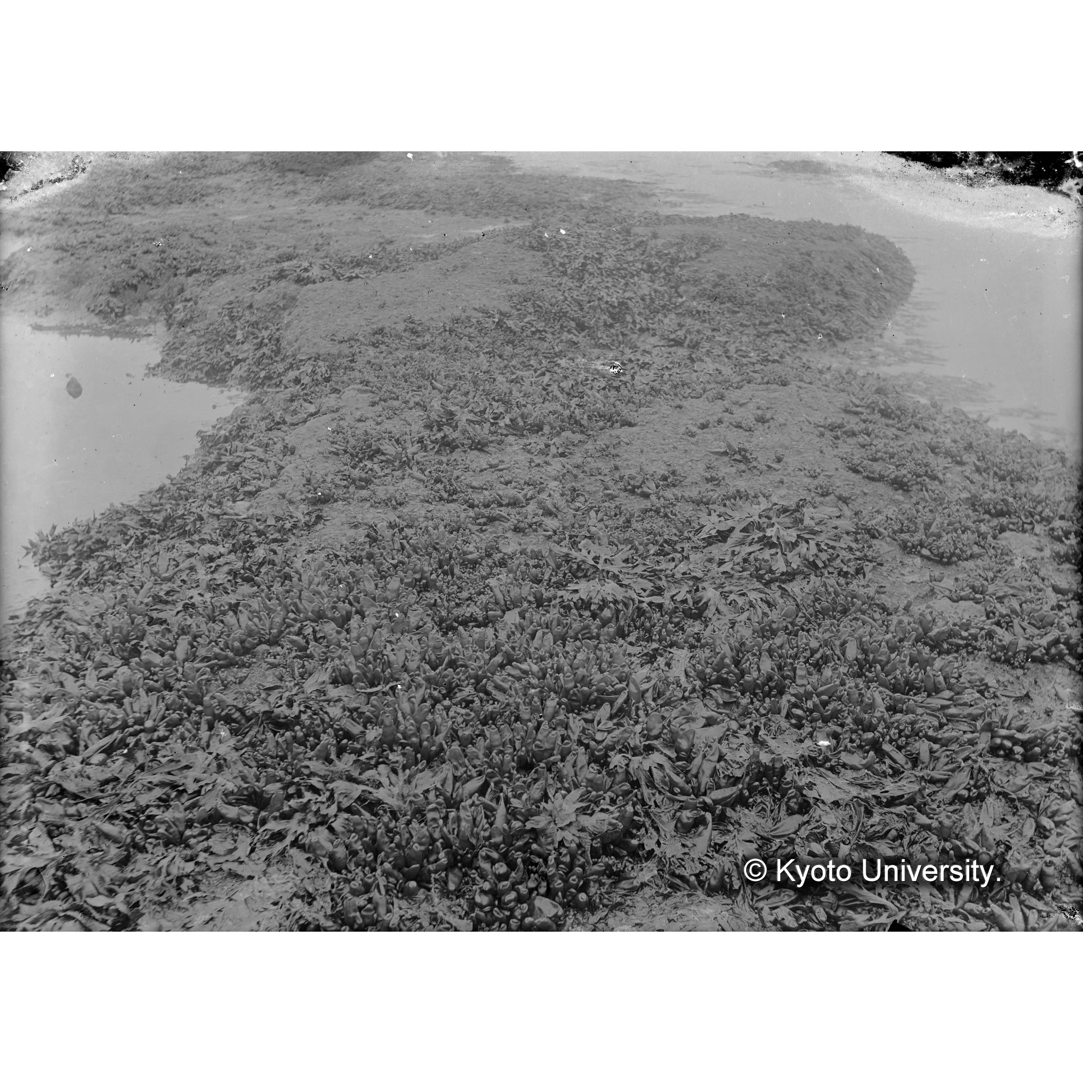 Halosaccion saccatum / 占守 (4)