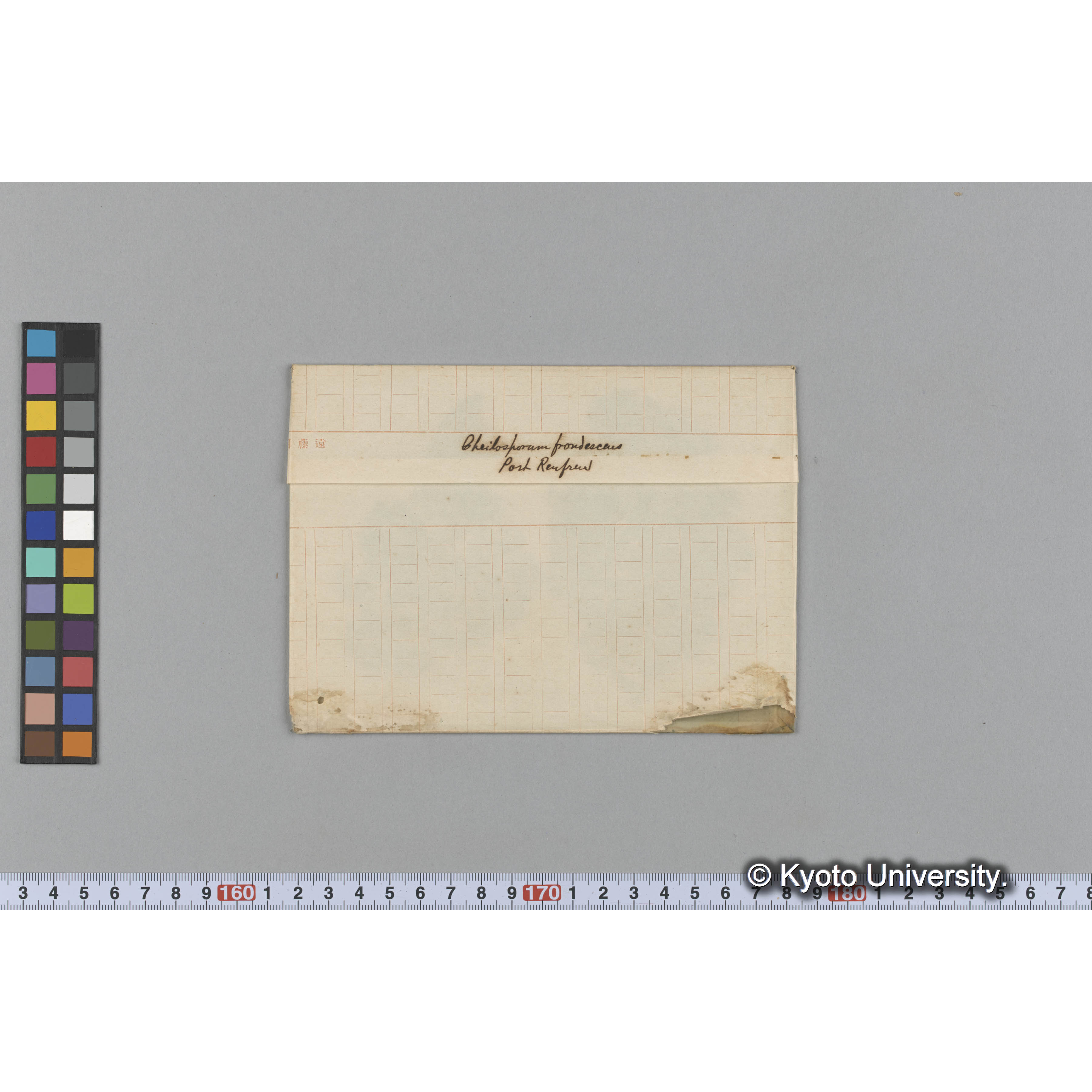 Cheilosporum frondesceus / Port Renfrew (1)