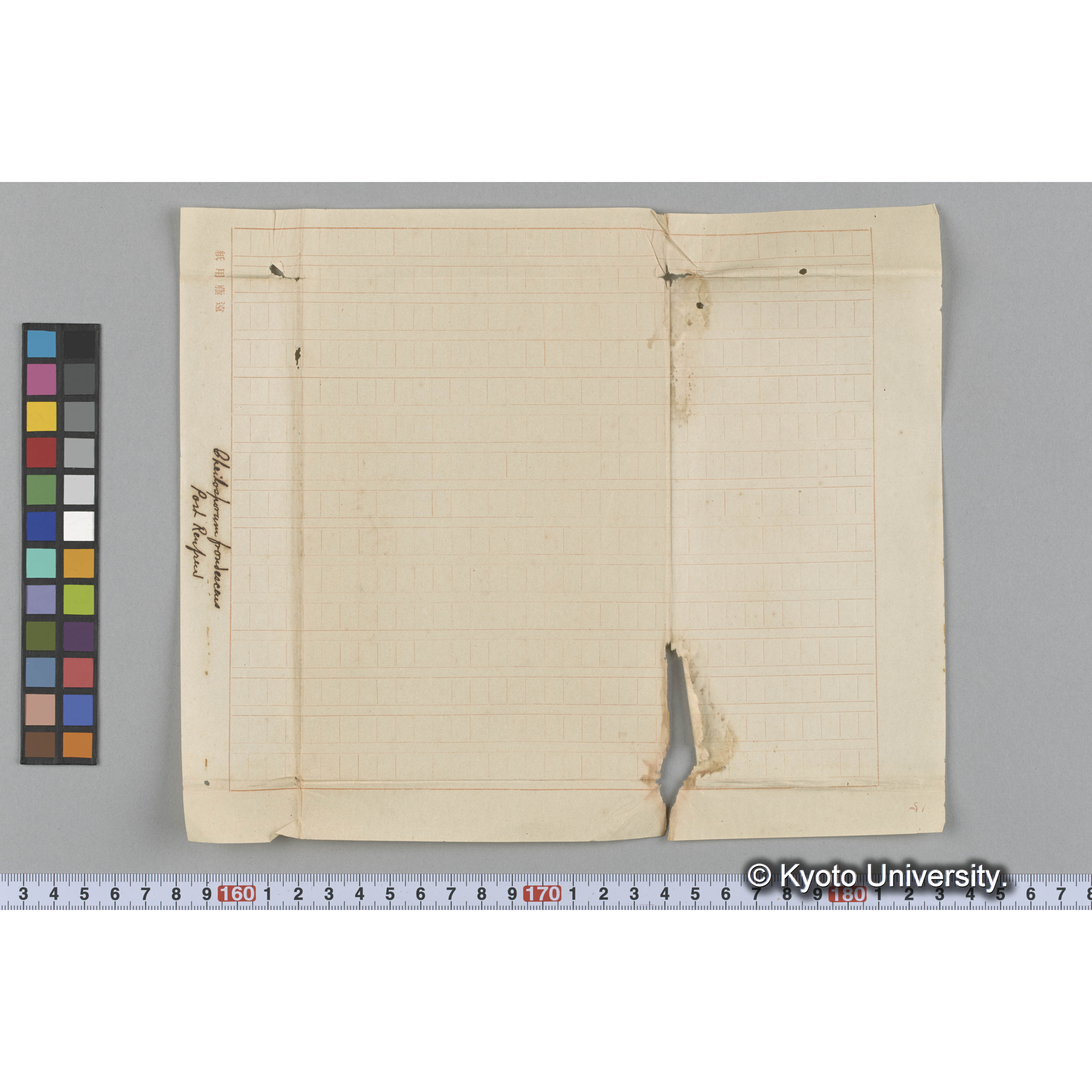 Cheilosporum frondesceus / Port Renfrew (3)