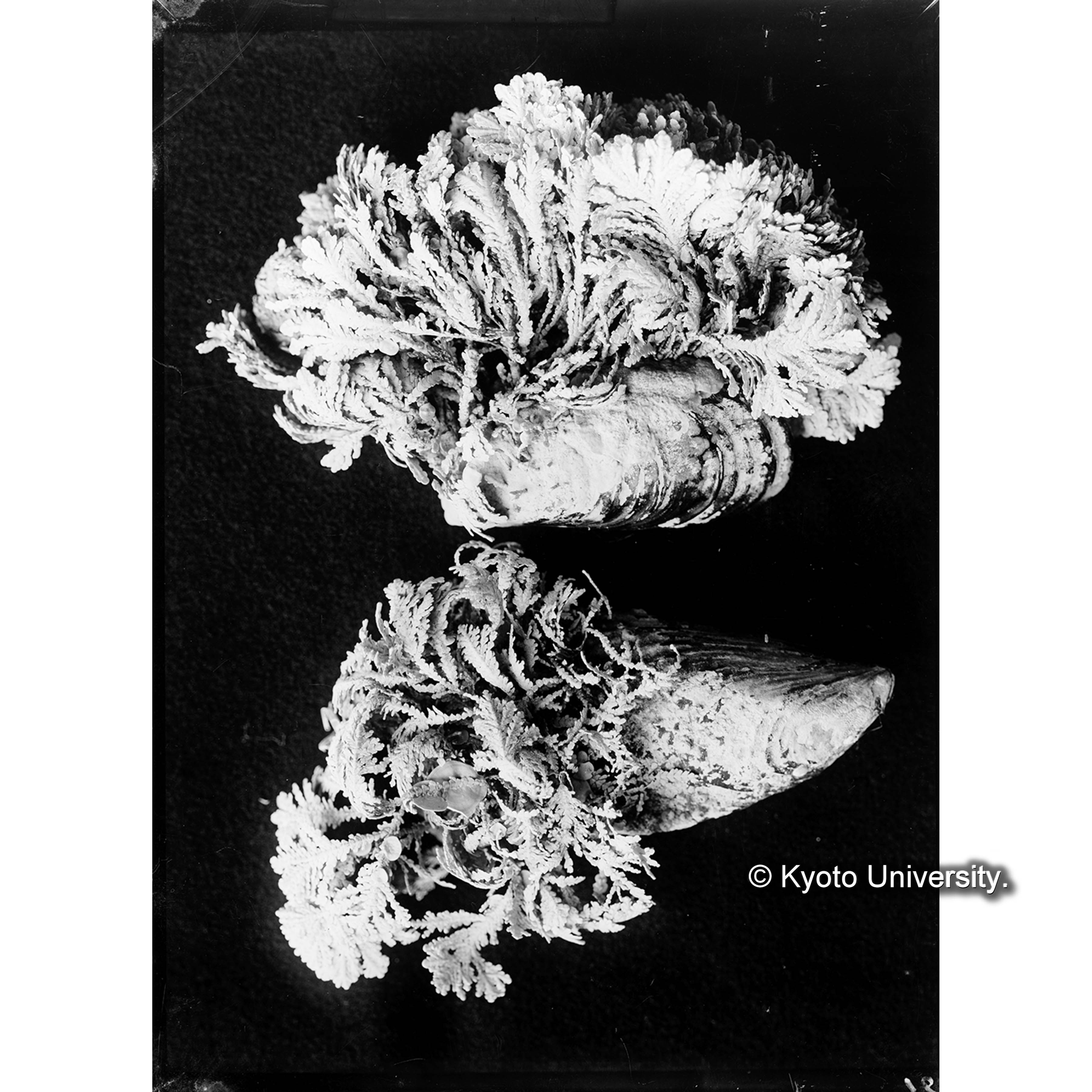 Cheilosporum frondesceus / Port Renfrew (4)